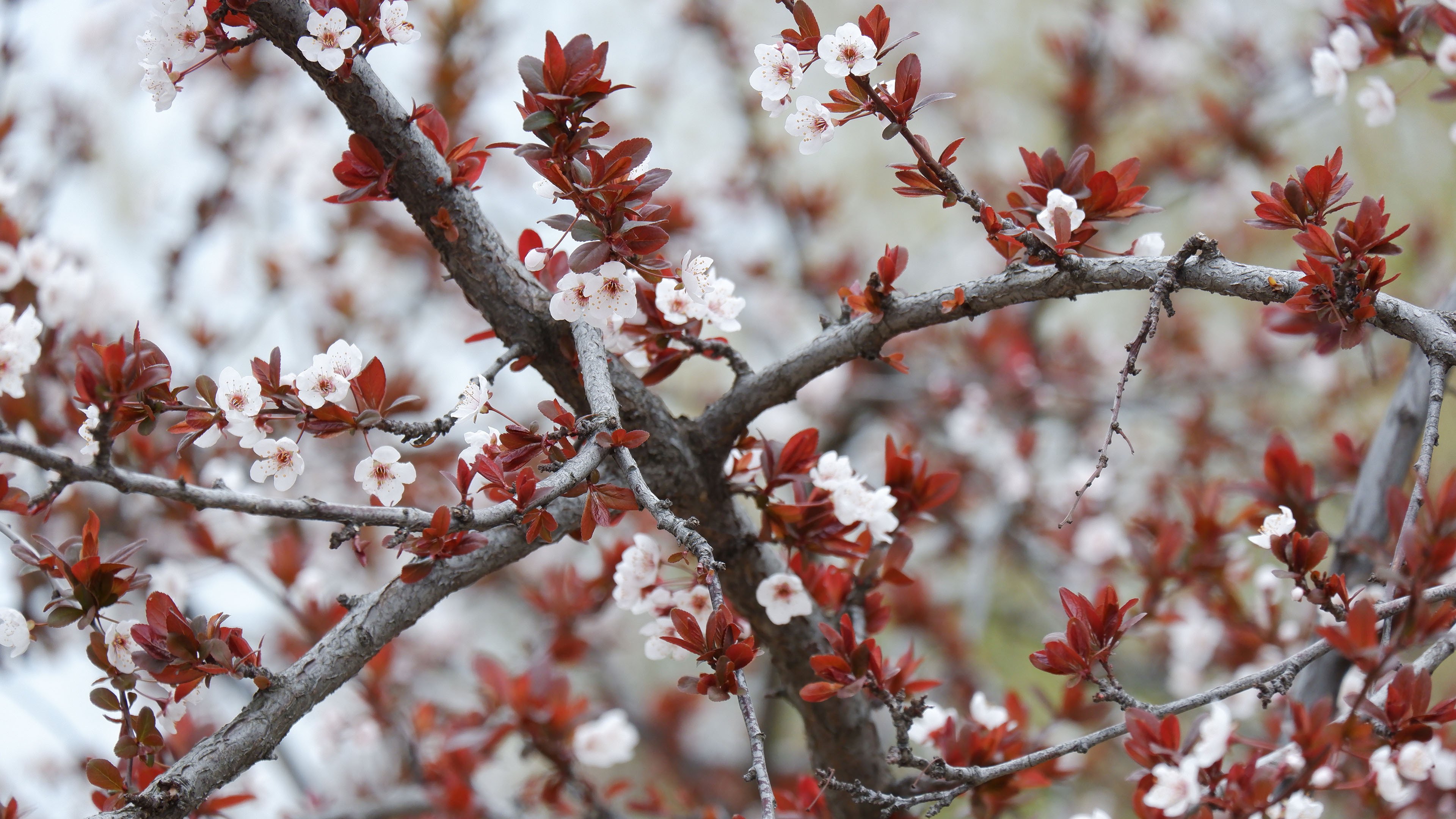 鸟语花香 樱花 春天 美丽