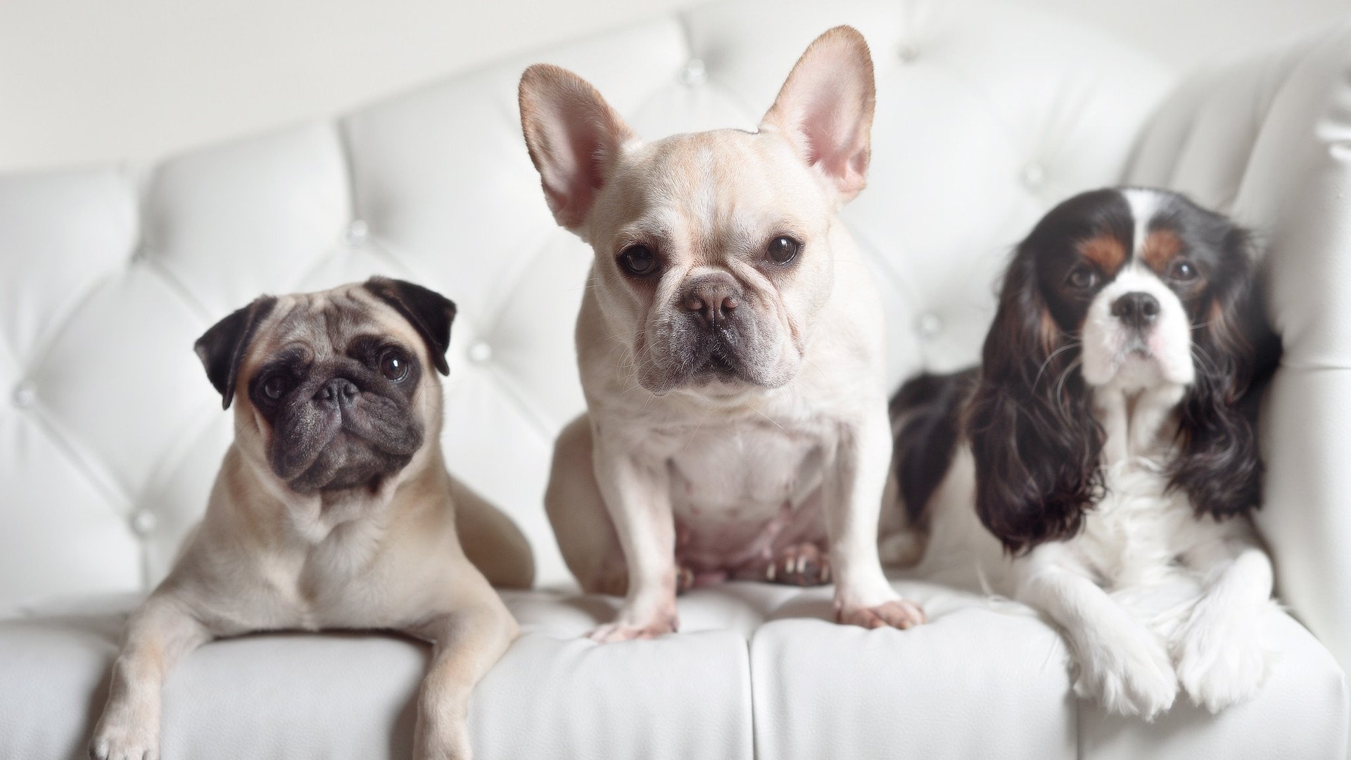 法国斗牛犬  可爱  萌新