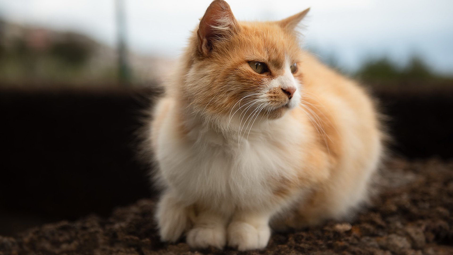 喵星人 大黄 猫咪 毛茸茸 可爱