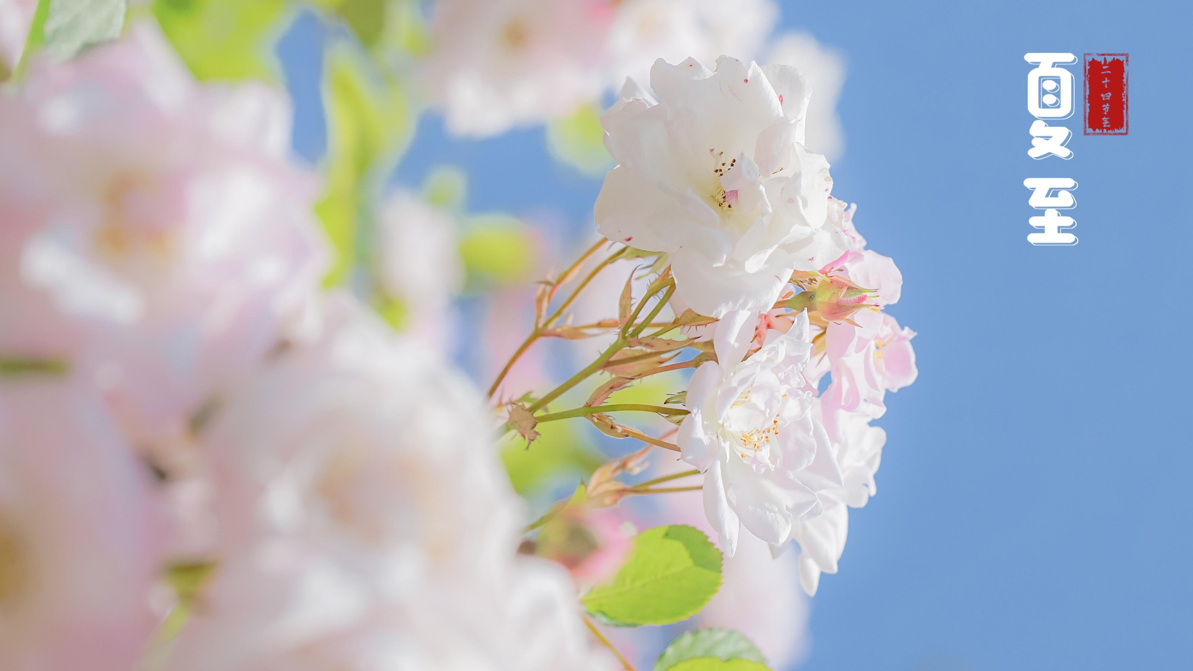 清新淡雅 清新 唯美 夏至 鲜花