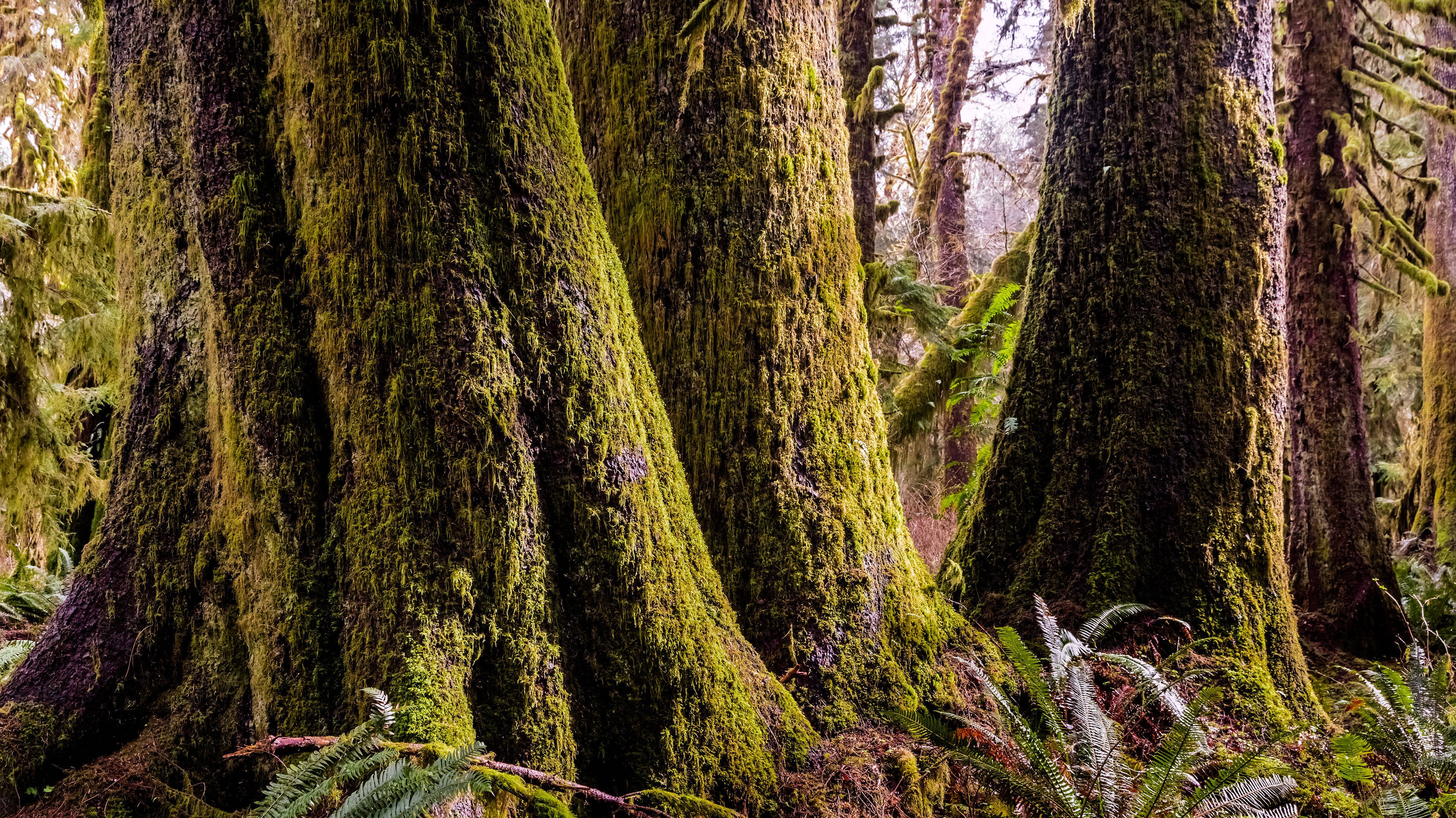 自然风光 森林 老树 青苔