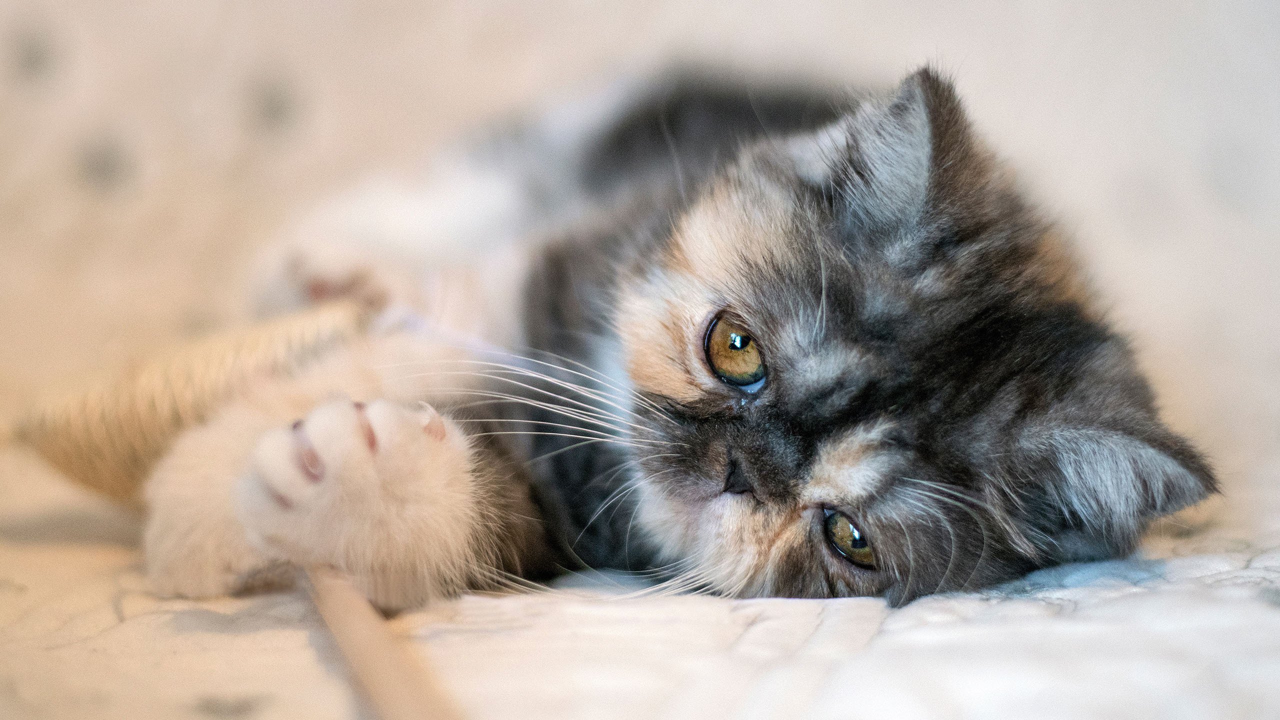 喵星人 可爱 奶猫 惹人爱