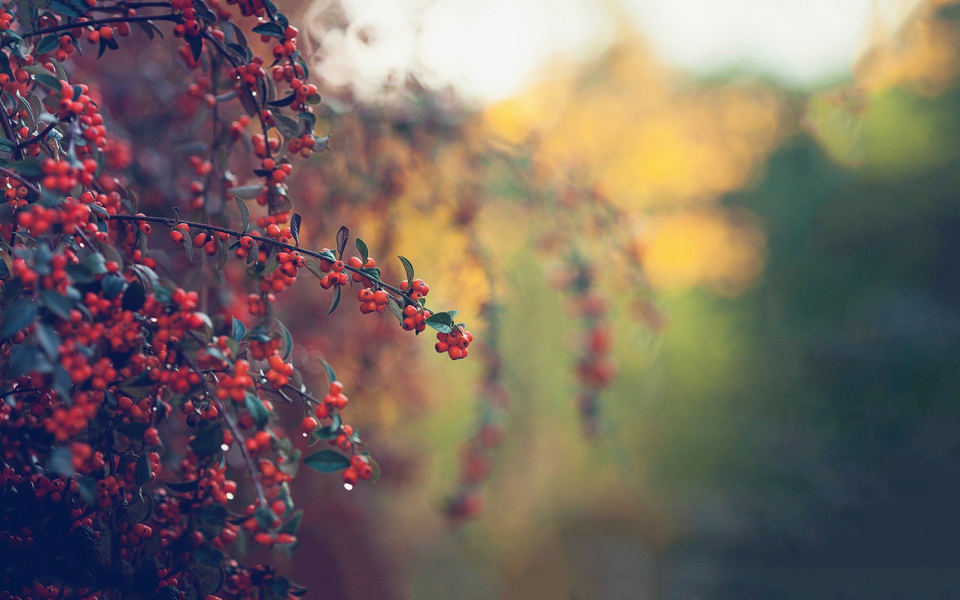 静物写真 山楂 清晨