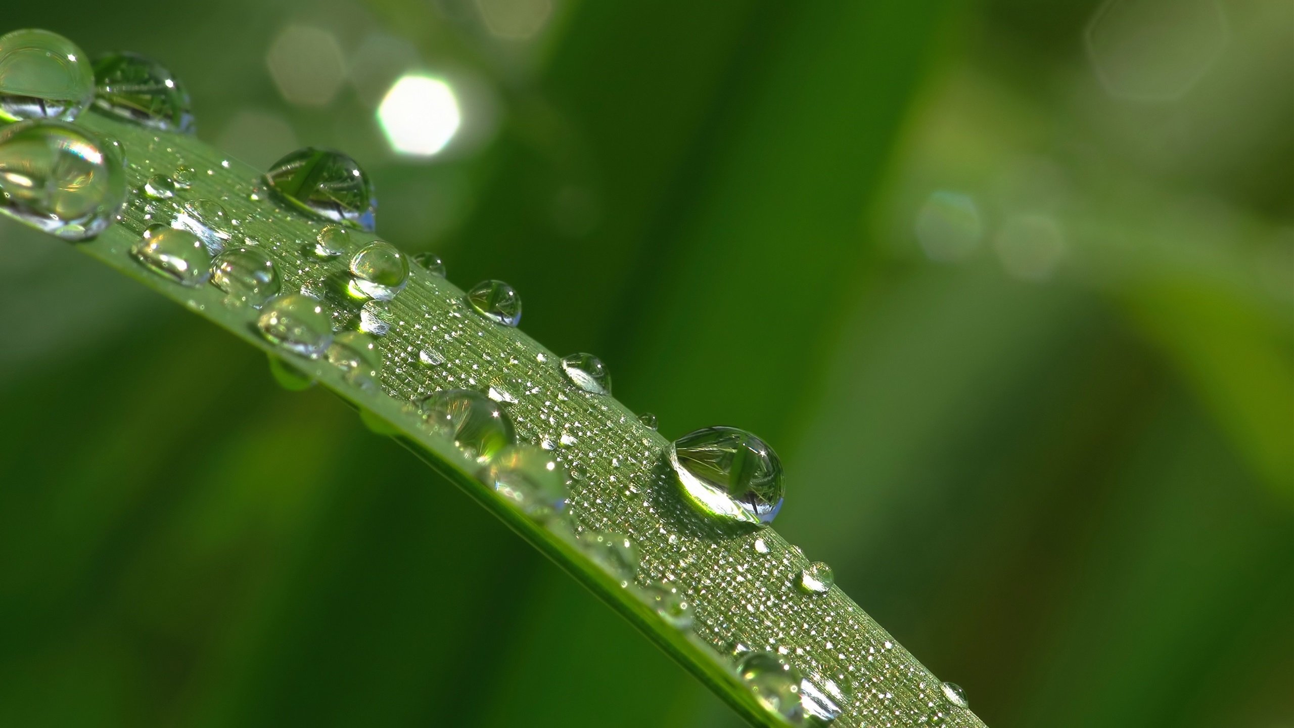 护眼壁纸 露水 绿色