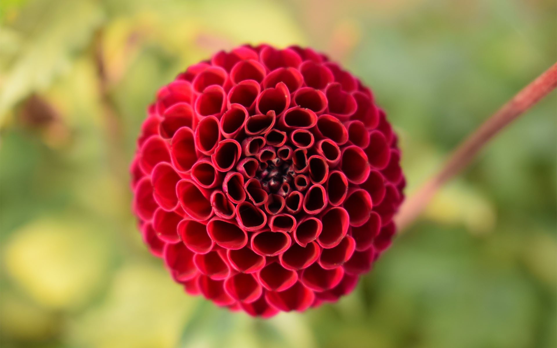 娇艳欲滴  娇艳的大丽花