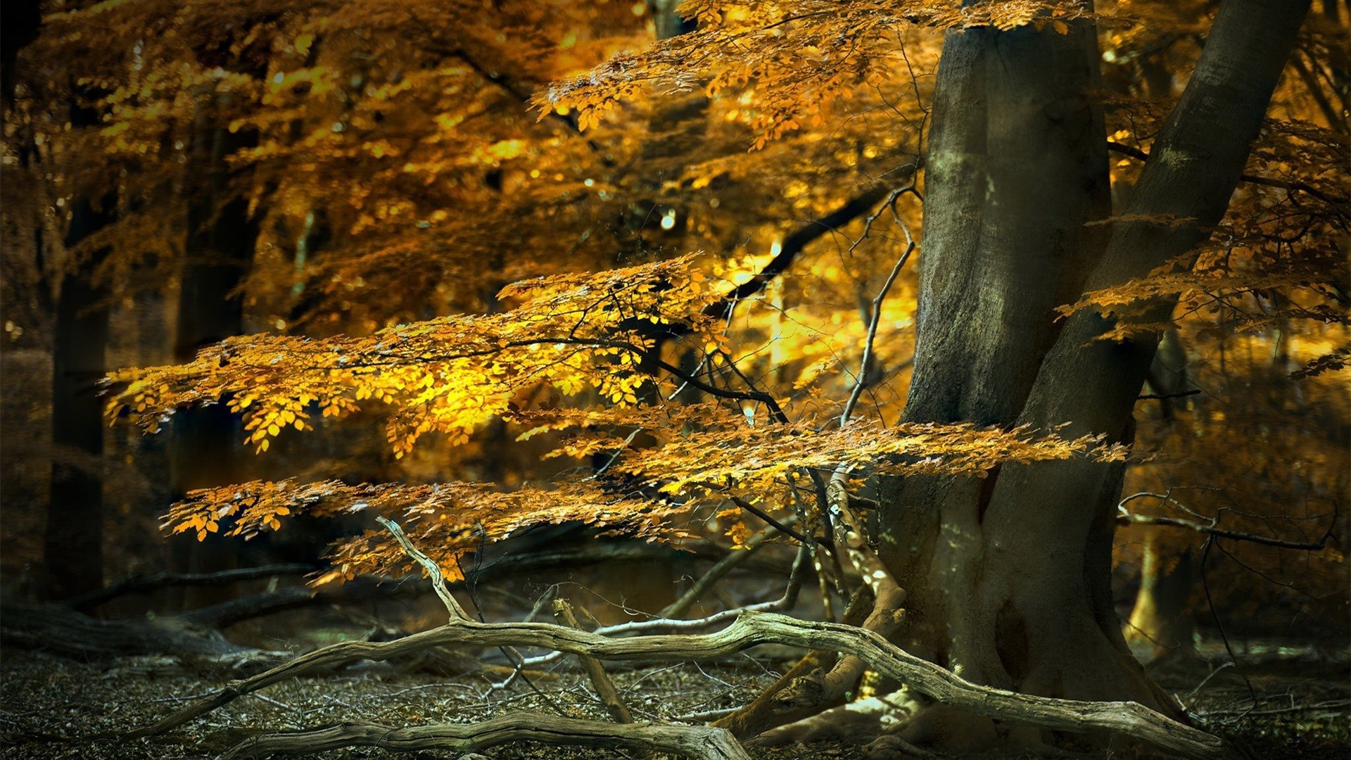 秋意正浓 枫叶 黄叶 树林