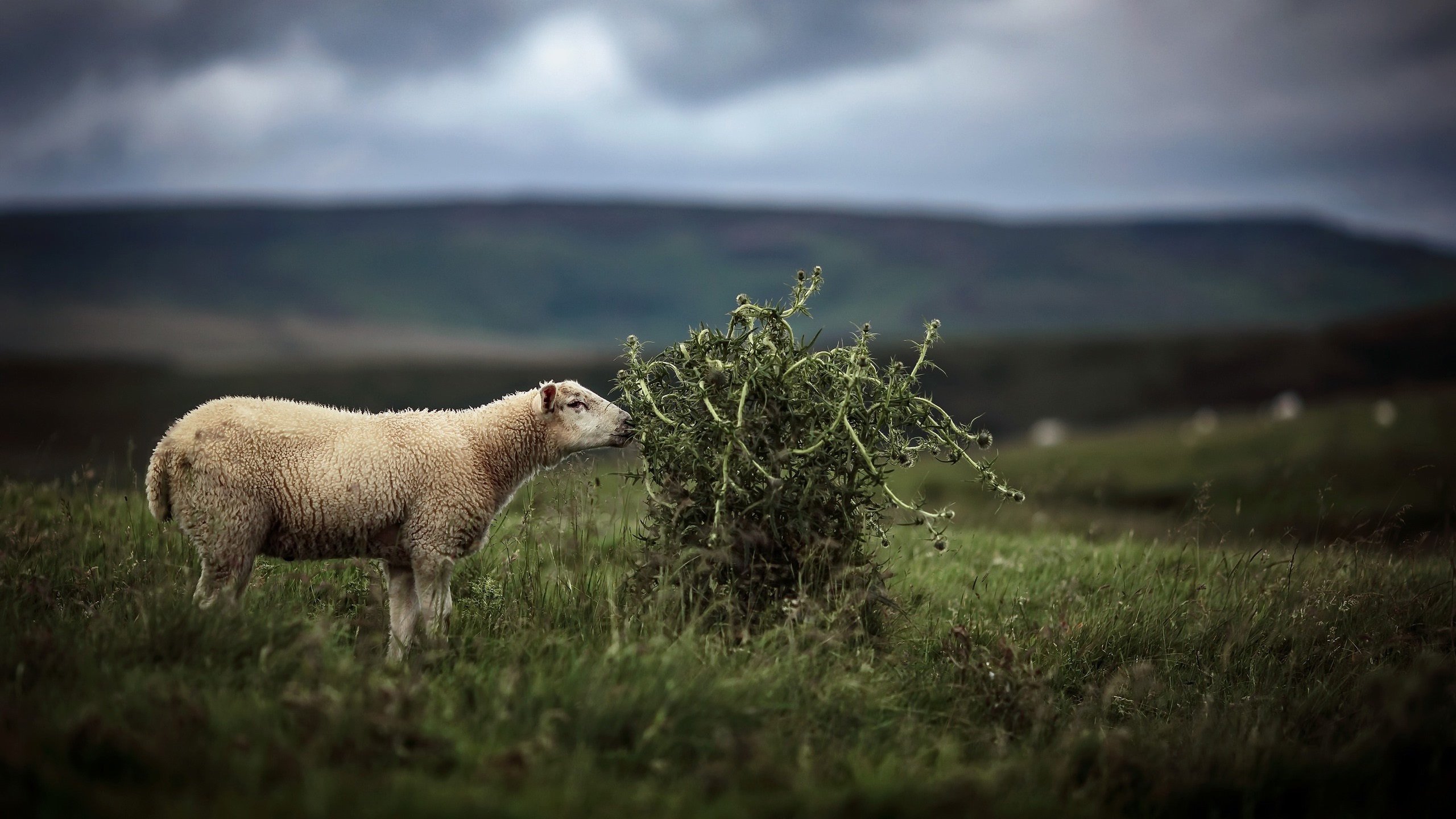绵羊 草原 牧场