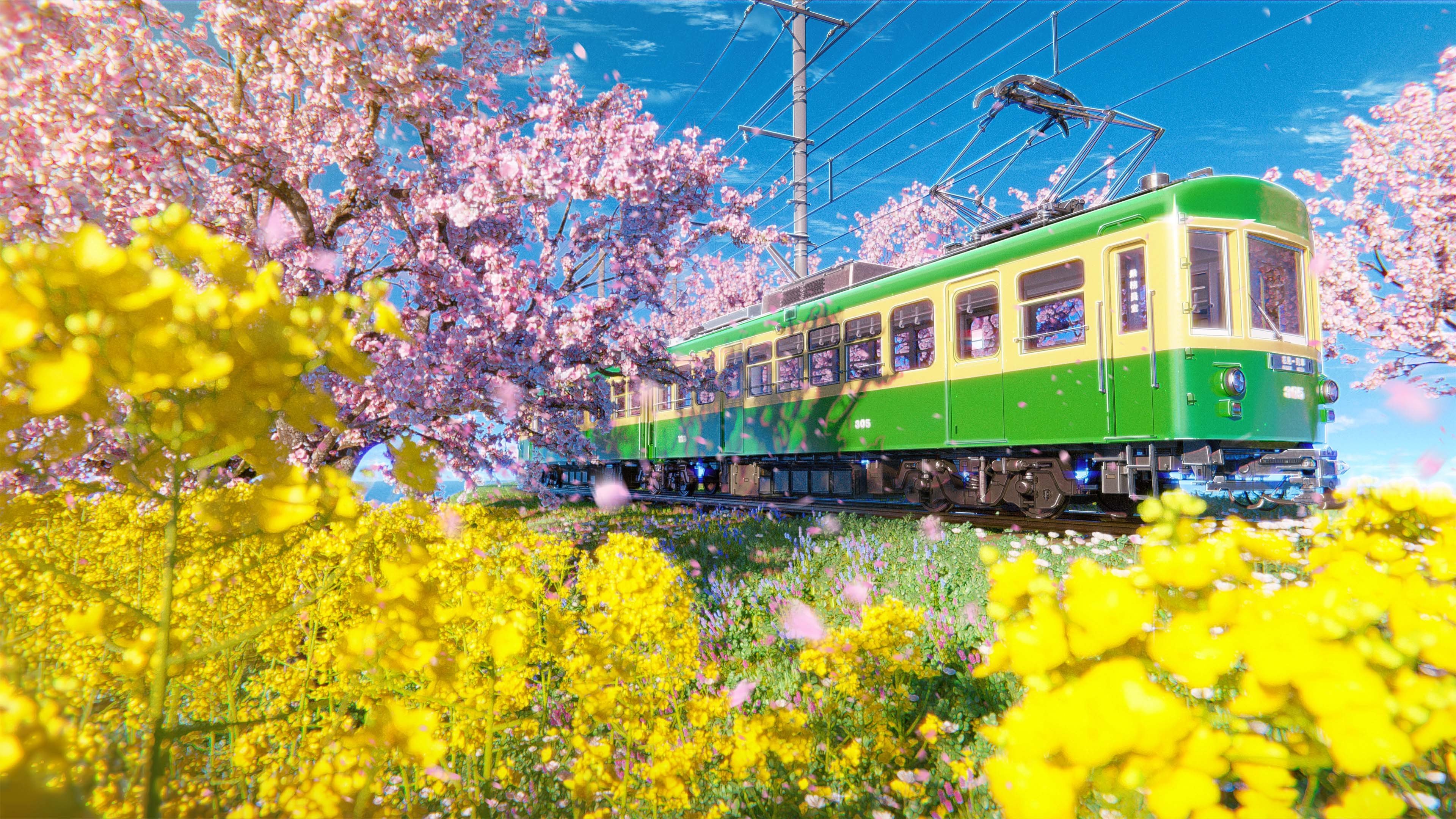 电车 油菜花 樱花 春天