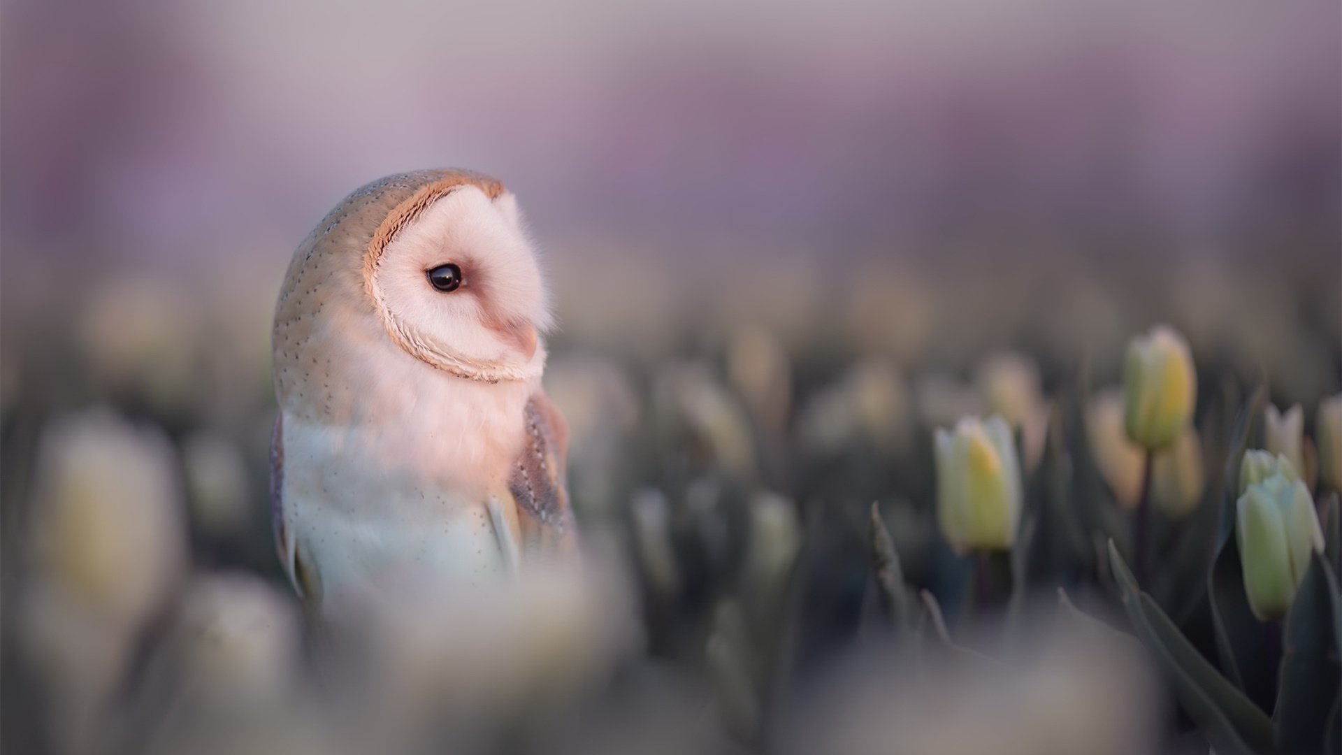 小鸟天地 猫头鹰 魔法 花丛