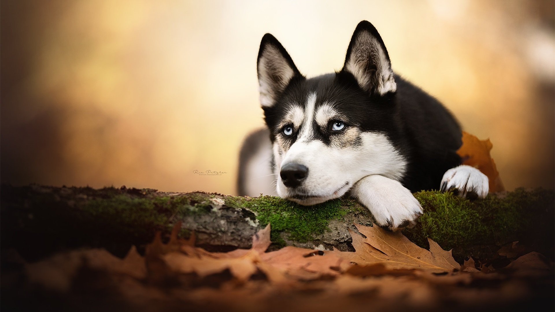 汪星人 哈士奇 秋天 傻狗