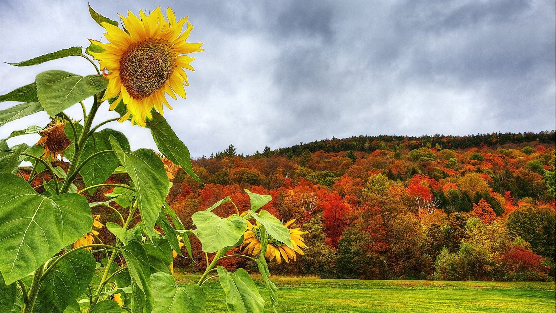 鸟语花香 向日葵 金秋