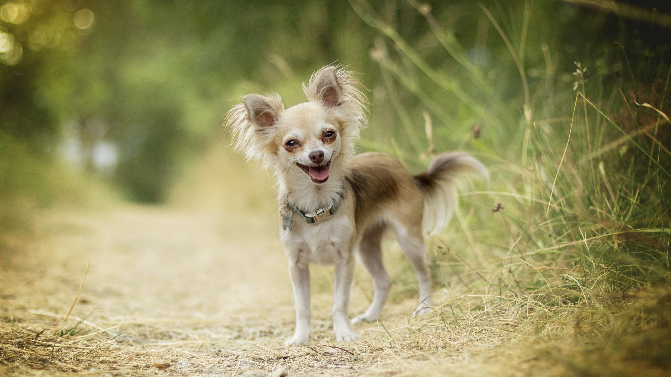 汪星人 狗狗 开心