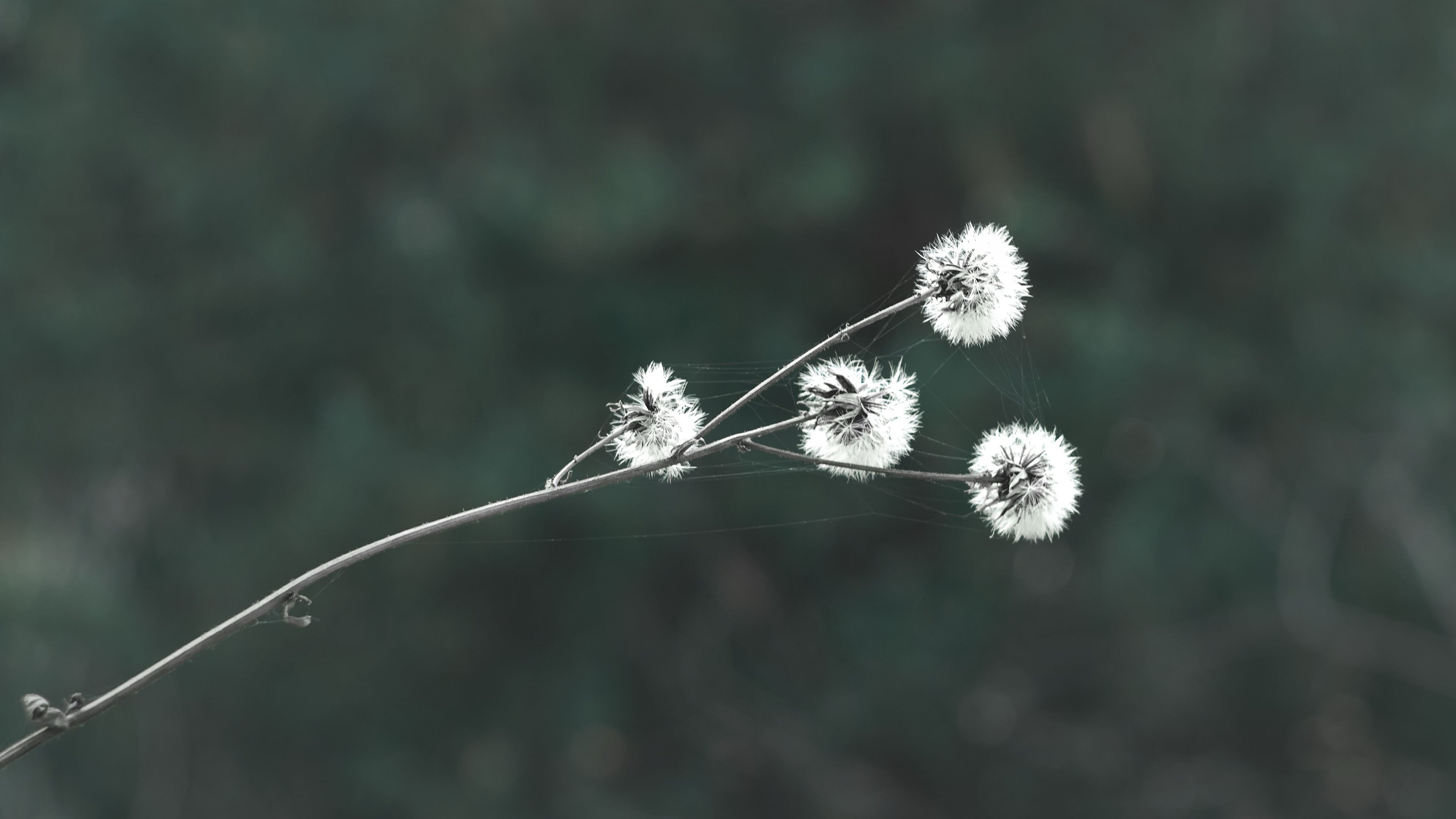 护眼壁纸 蒲公英 蜘蛛网