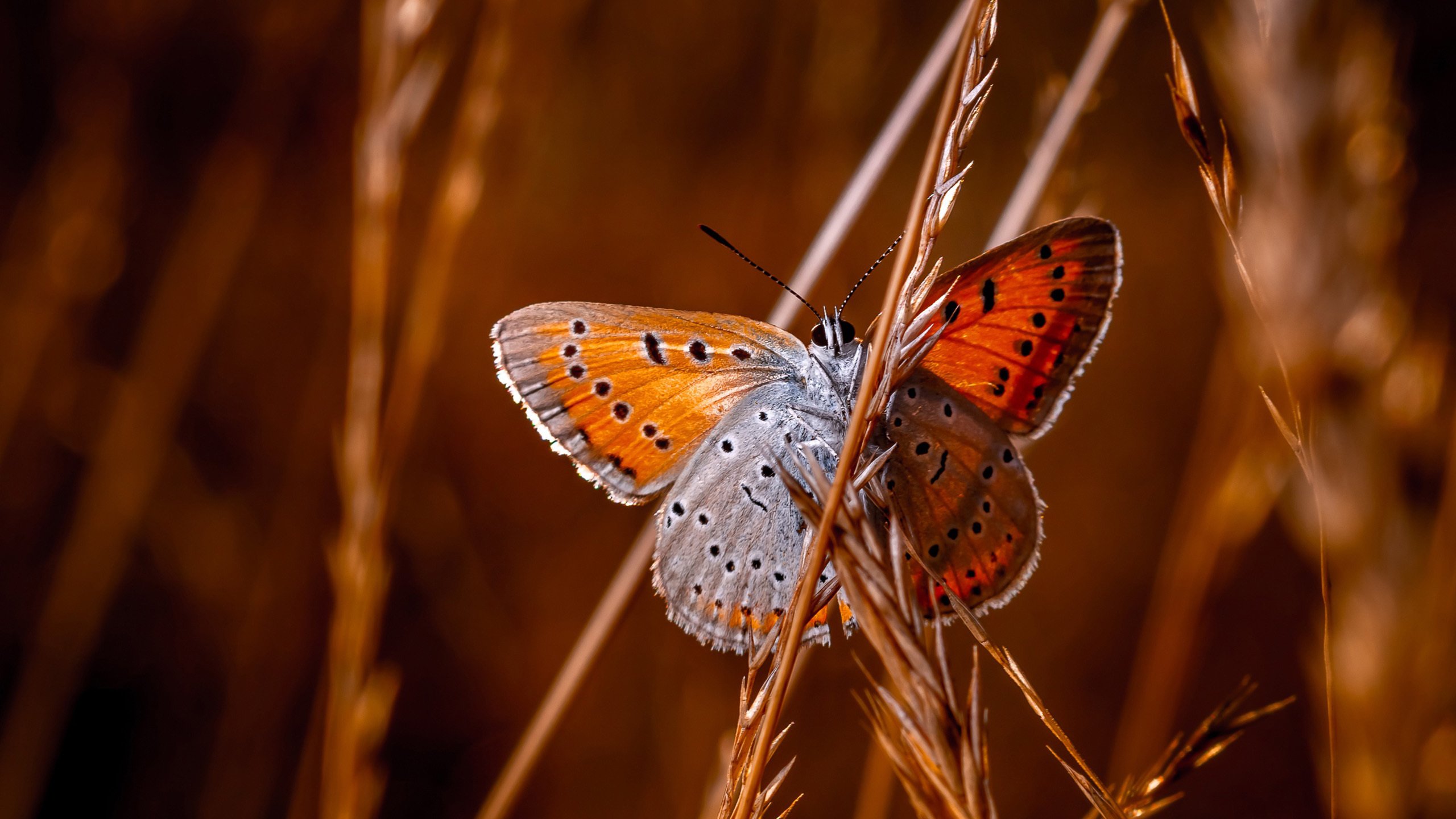 野生动物 蝴蝶 芦苇