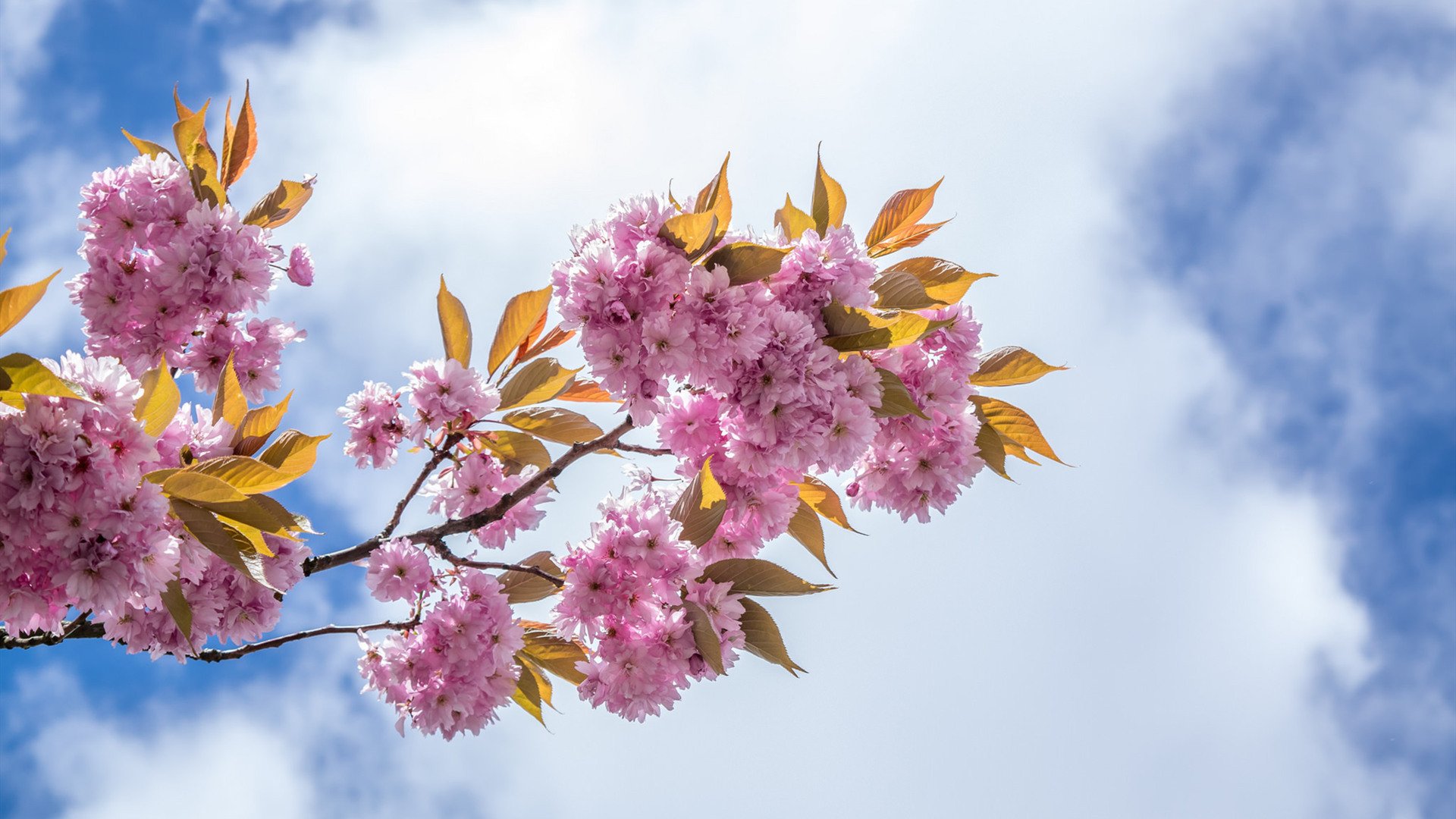 娇艳欲滴 樱花 天空 春天