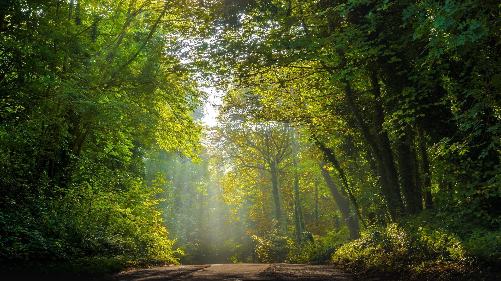 春意盎然 树林 阳光 清晨 小路