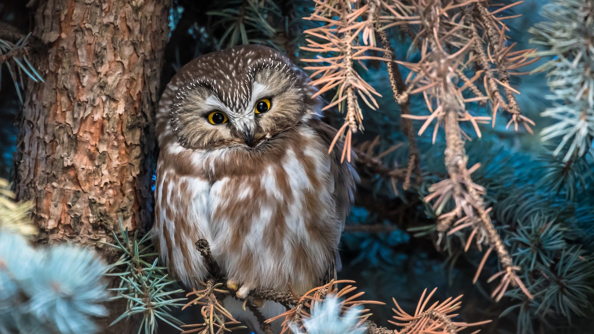 小鸟天地 猫头鹰 松鼠