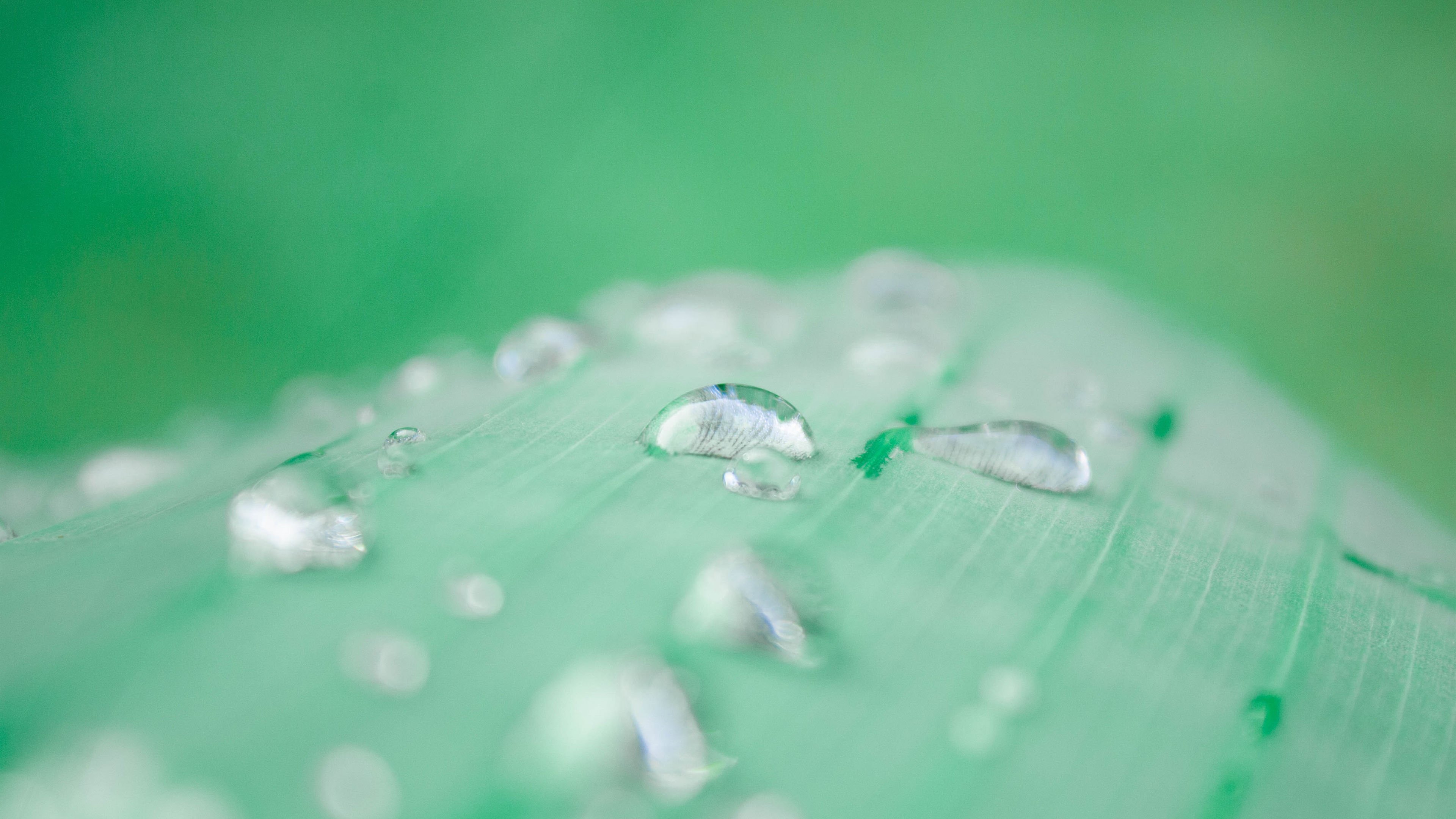 护眼壁纸 水珠 露水 树叶