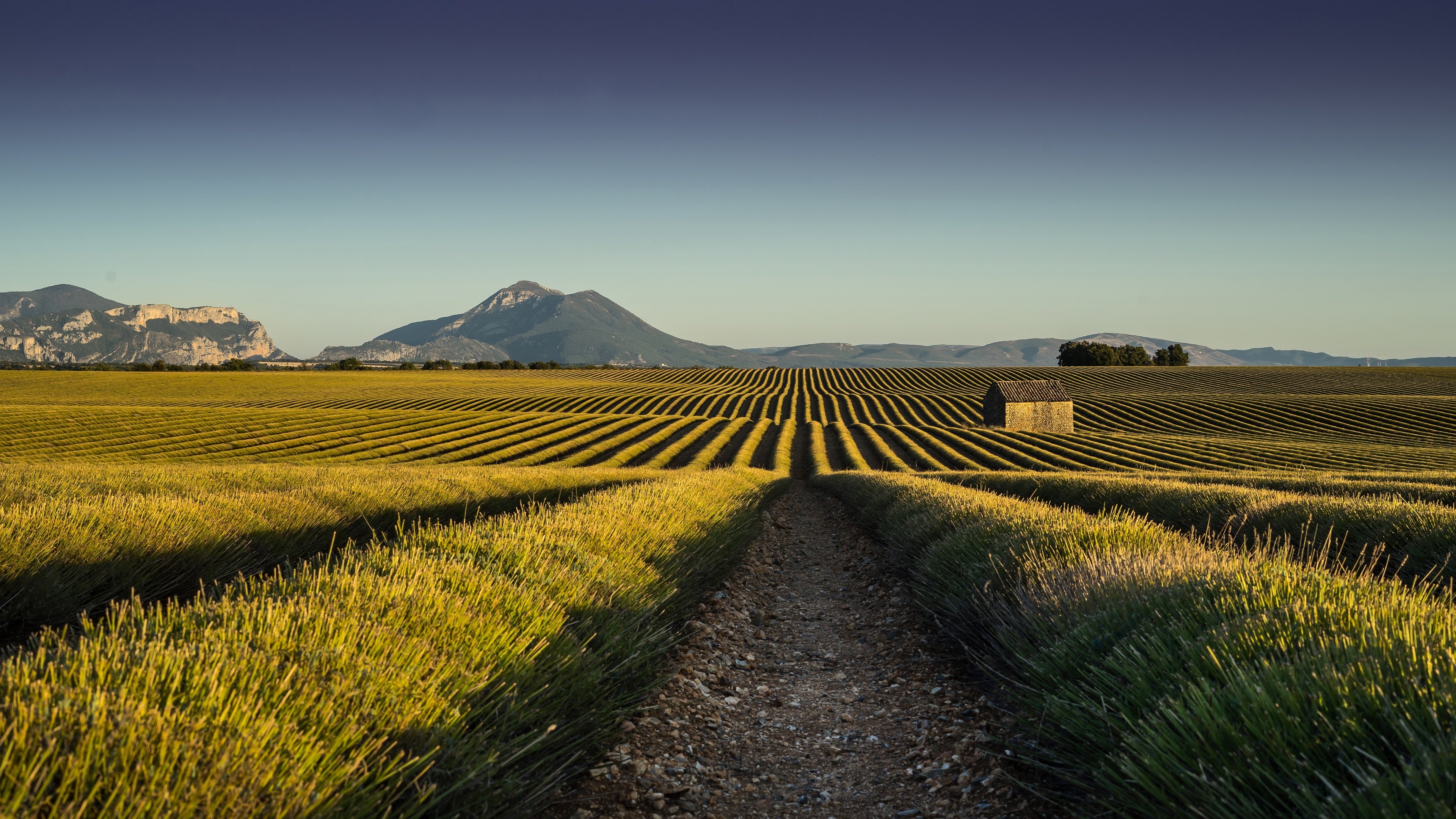 农场 收货 麦田 平原