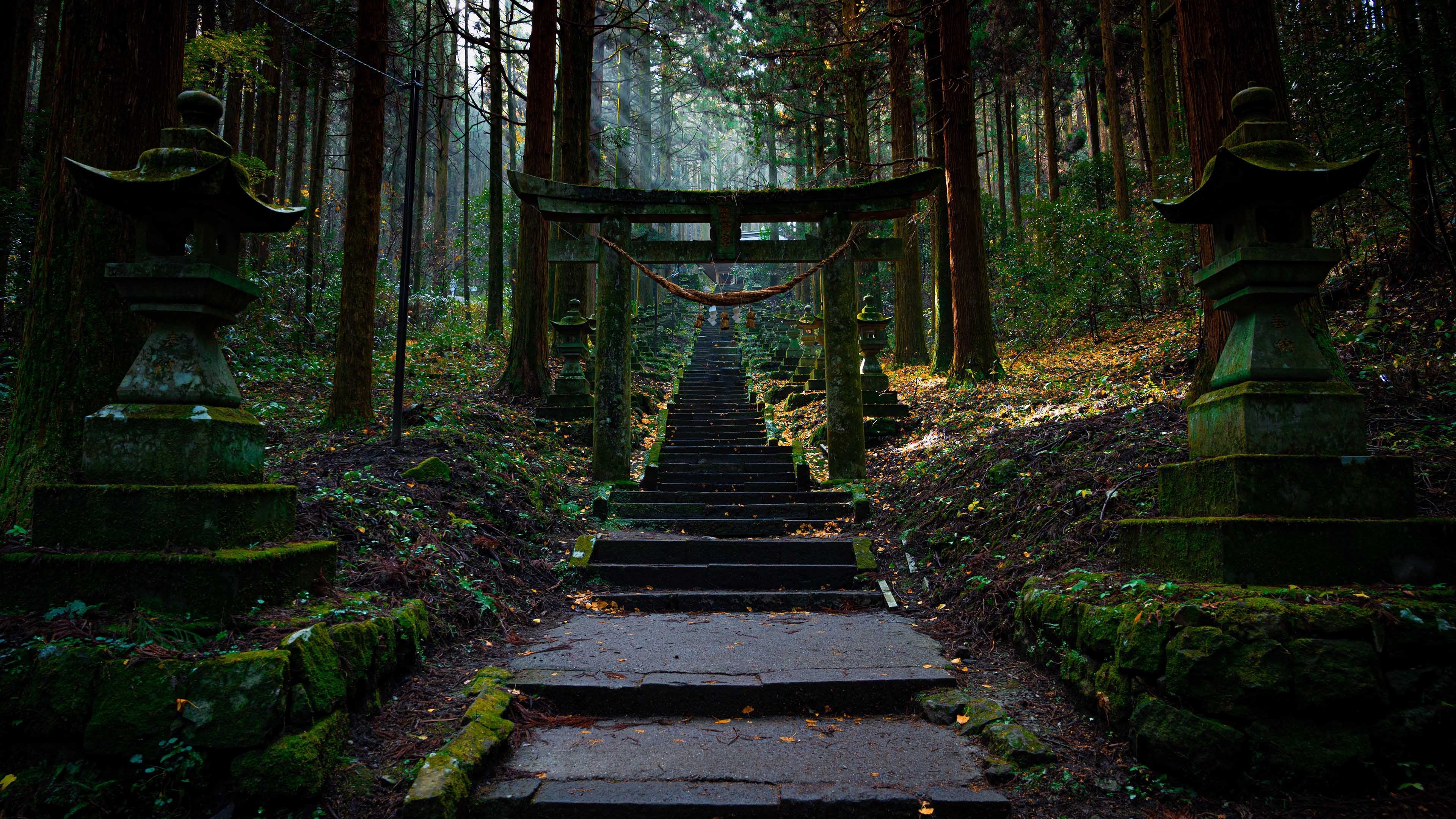 神社 台阶 森林 树林 神秘