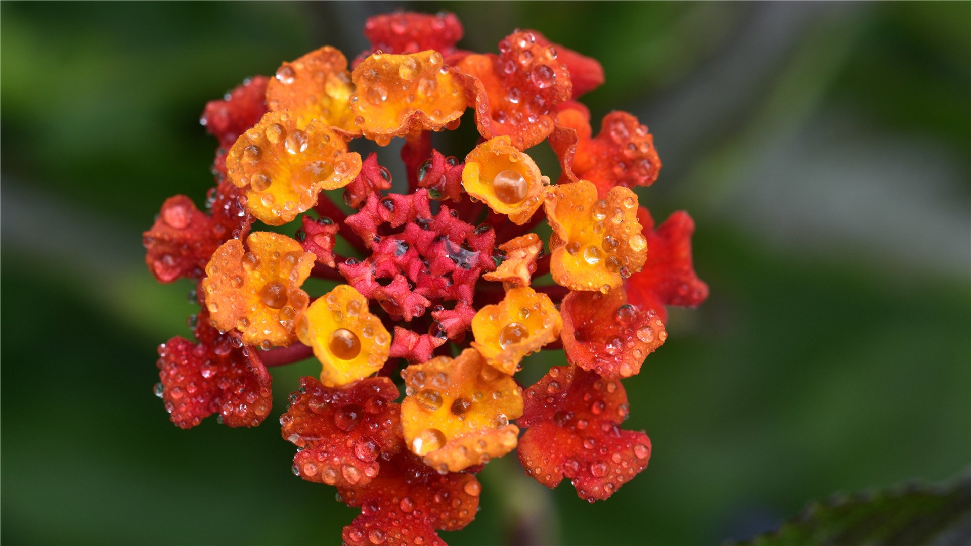 娇艳欲滴  马缨丹花  红色