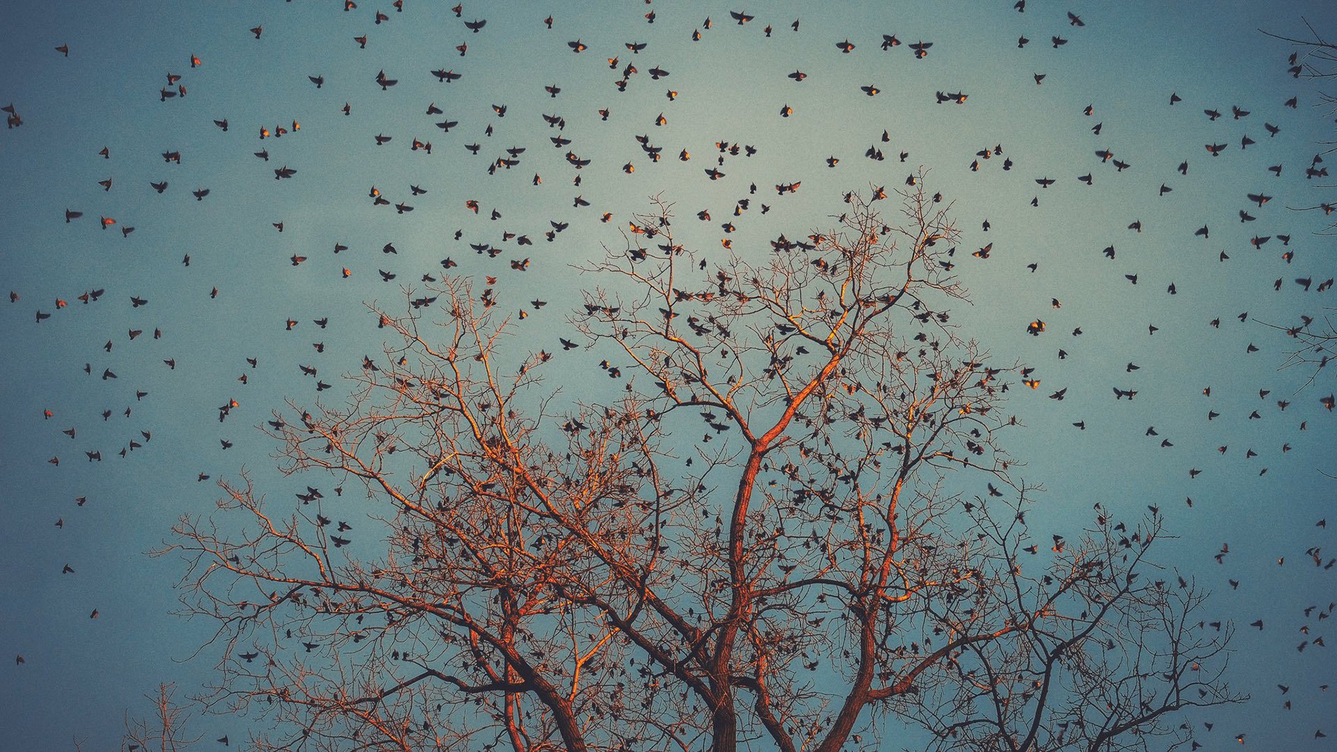 自然风光 古树 飞鸟 密集恐惧