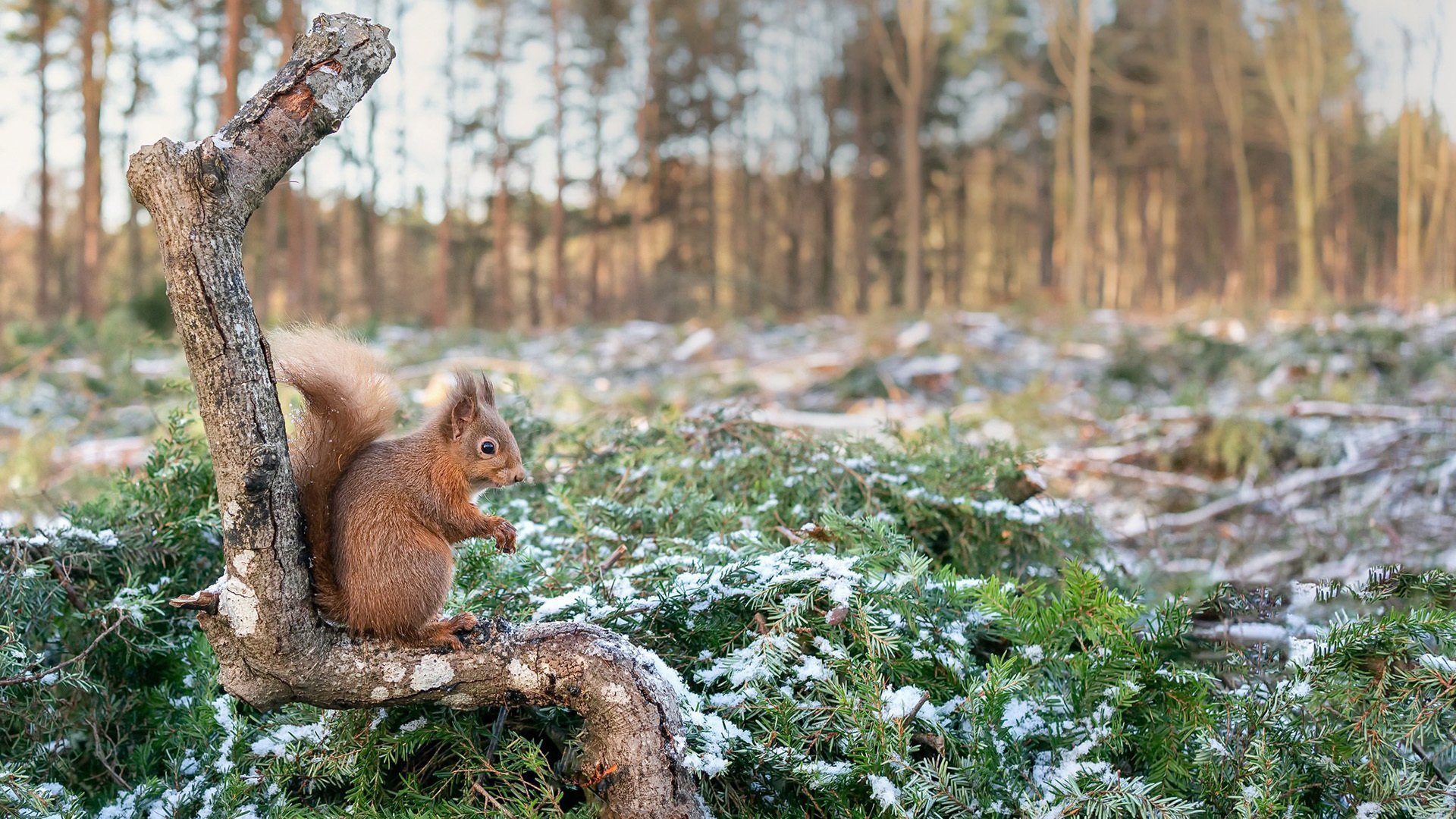 野生动物 松鼠 可爱
