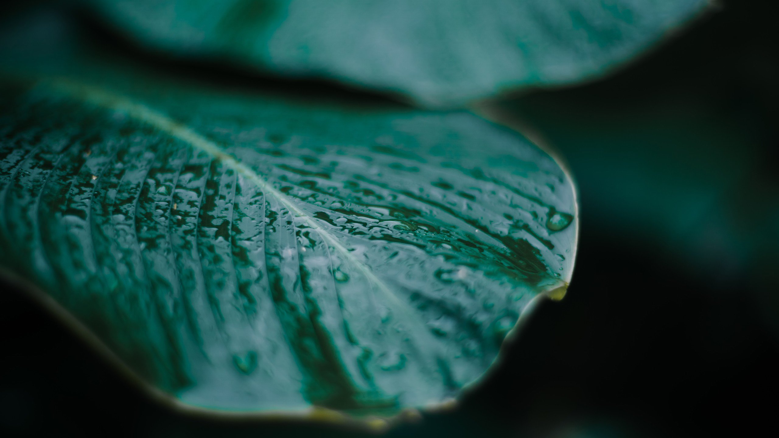 护眼壁纸 树叶 碧绿