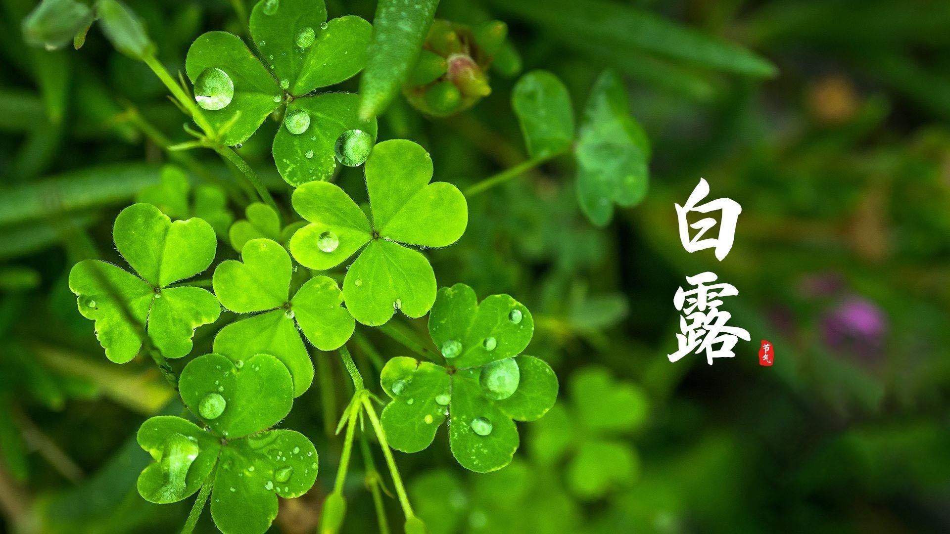 小清新  护眼  三叶草  绿色