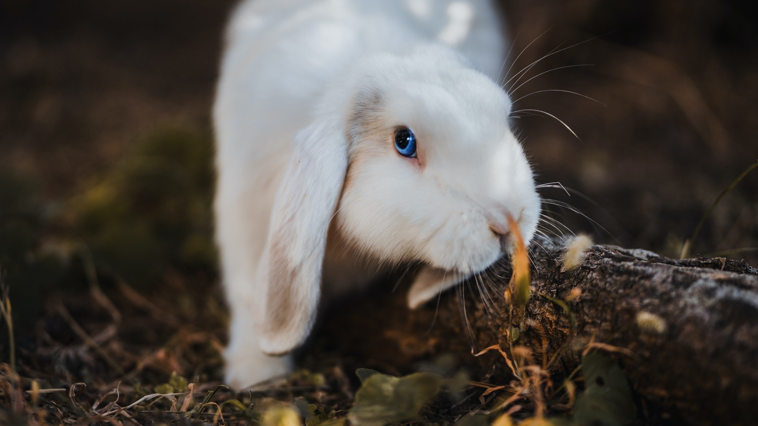 兔子 小白兔 可爱 兔兔