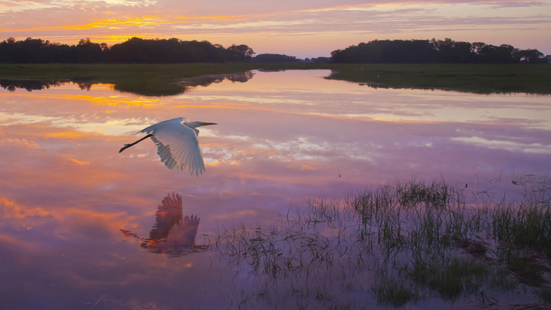 野生动物 白鹤 夕阳 飞翔