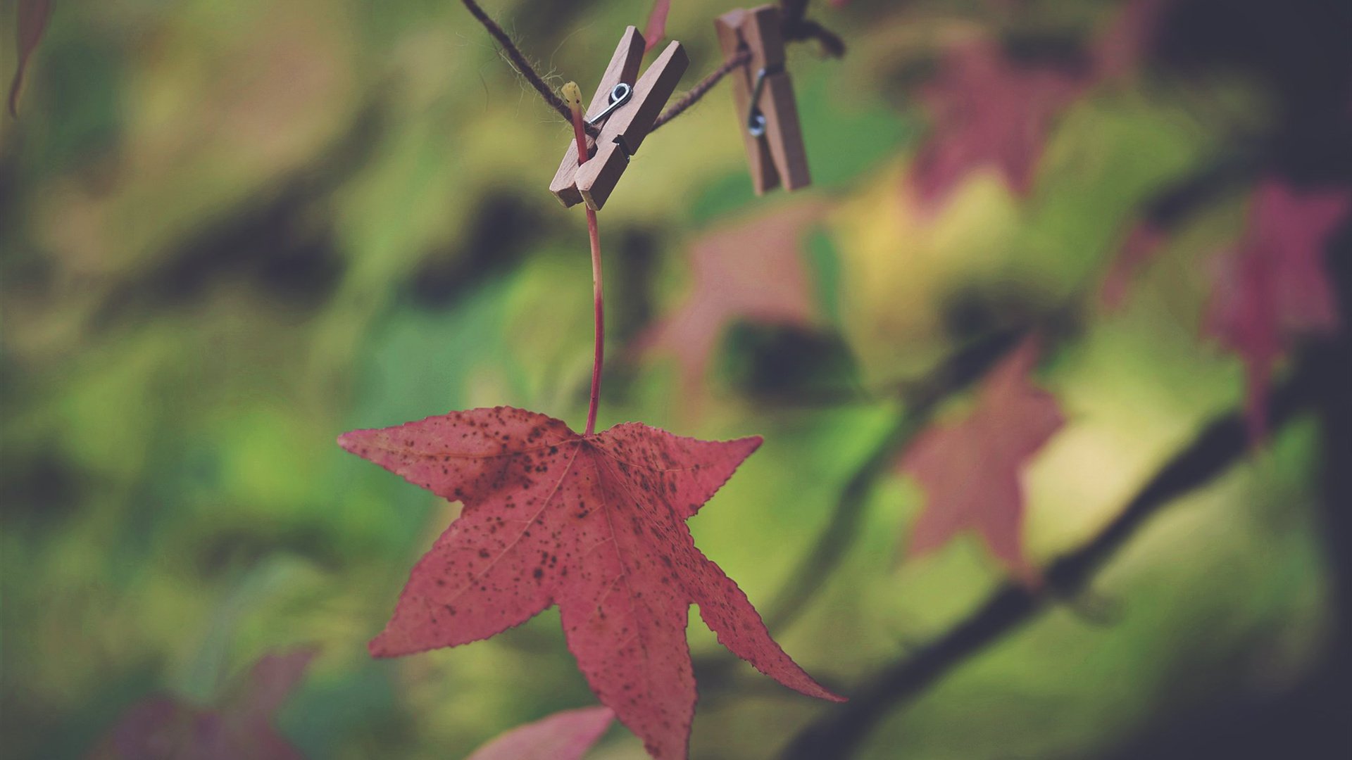 静物写真 枫叶 红叶 落叶