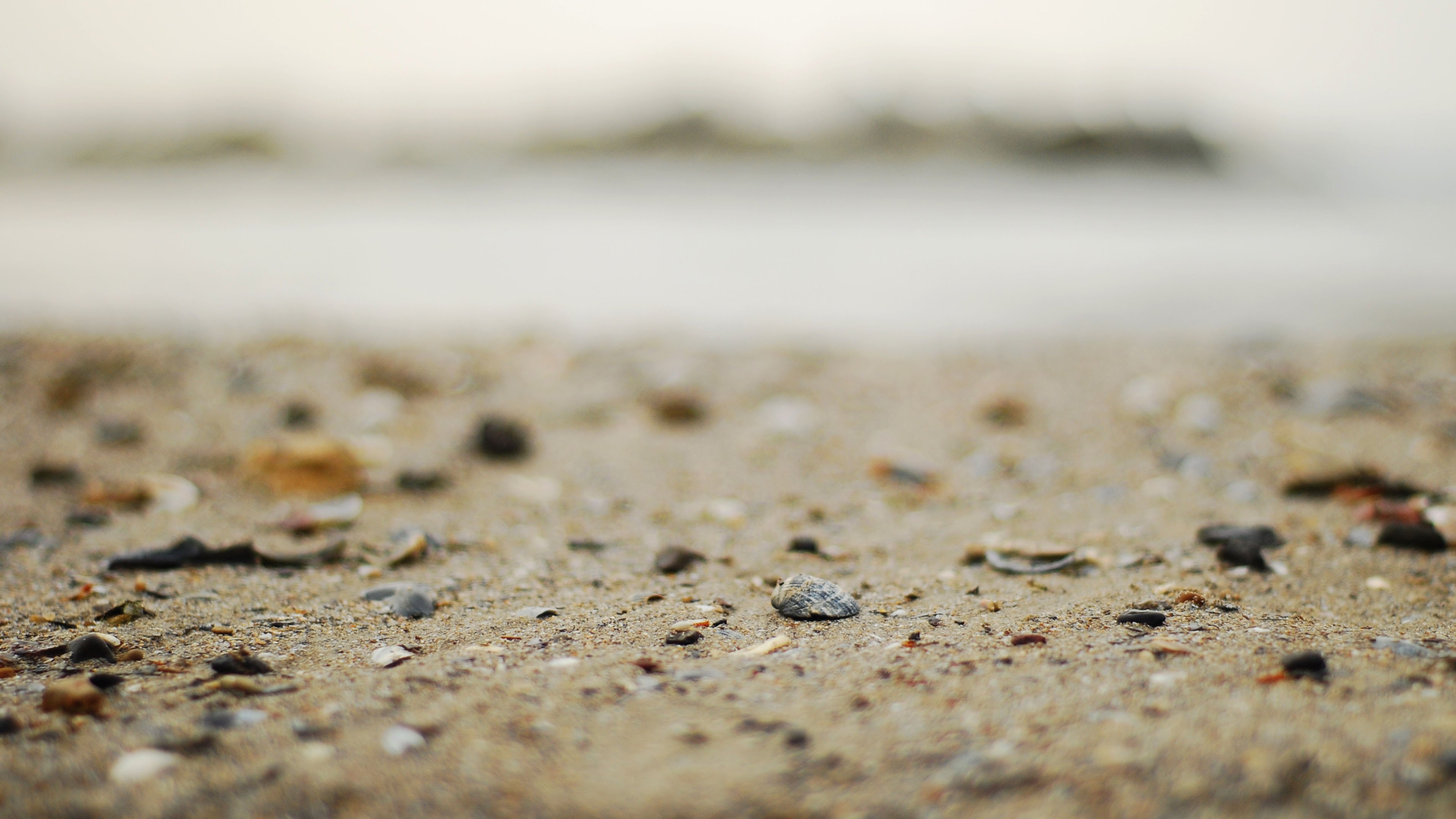 海洋天堂 贝壳 沙滩 海滩