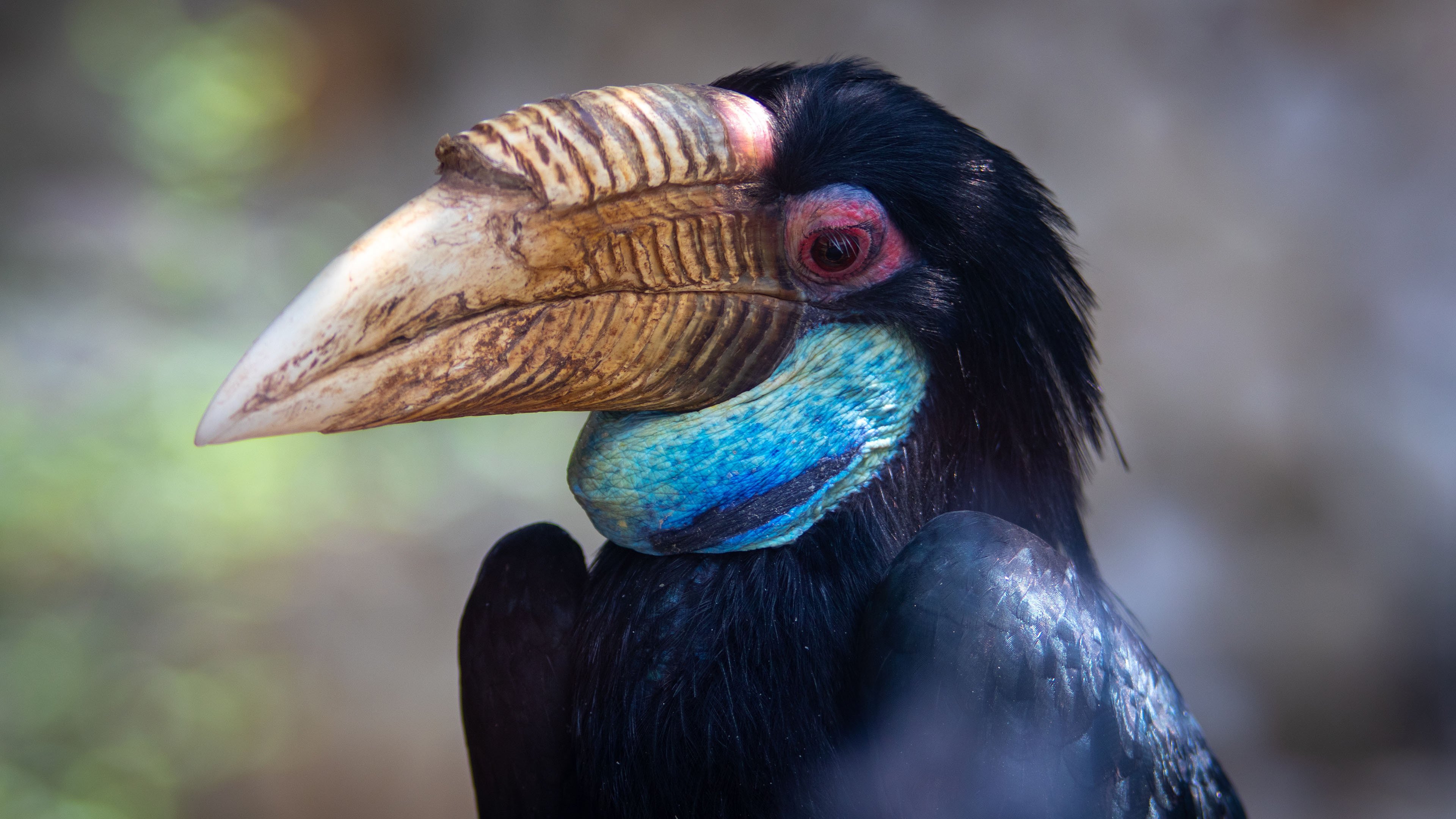 小鸟天地 巨嘴鸟