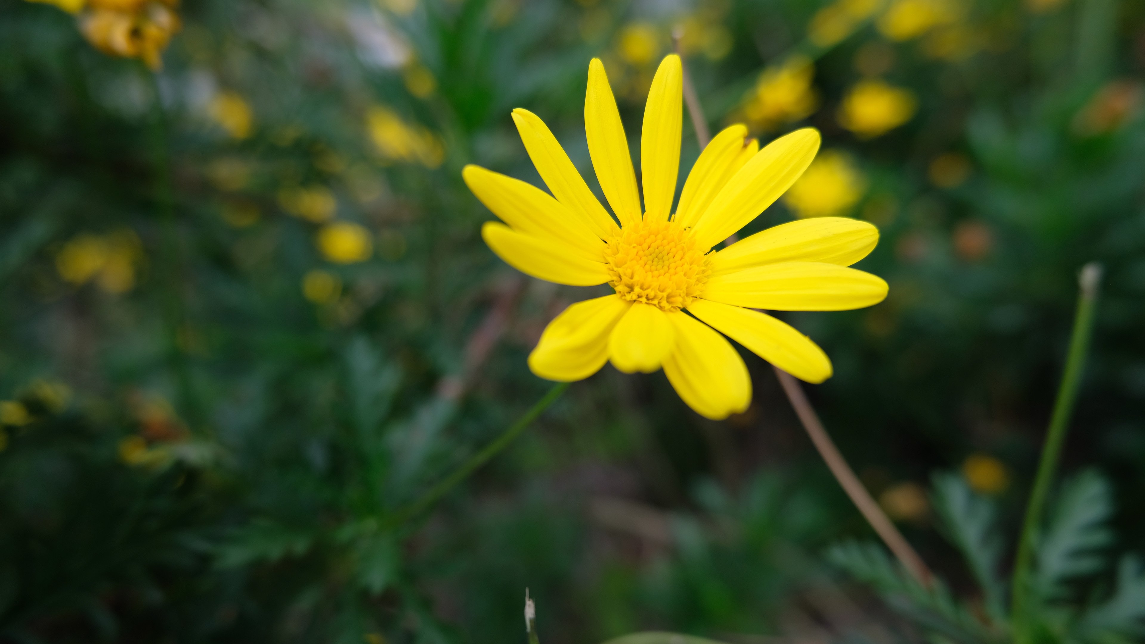 鸟语花香 小菊花 野花 特写