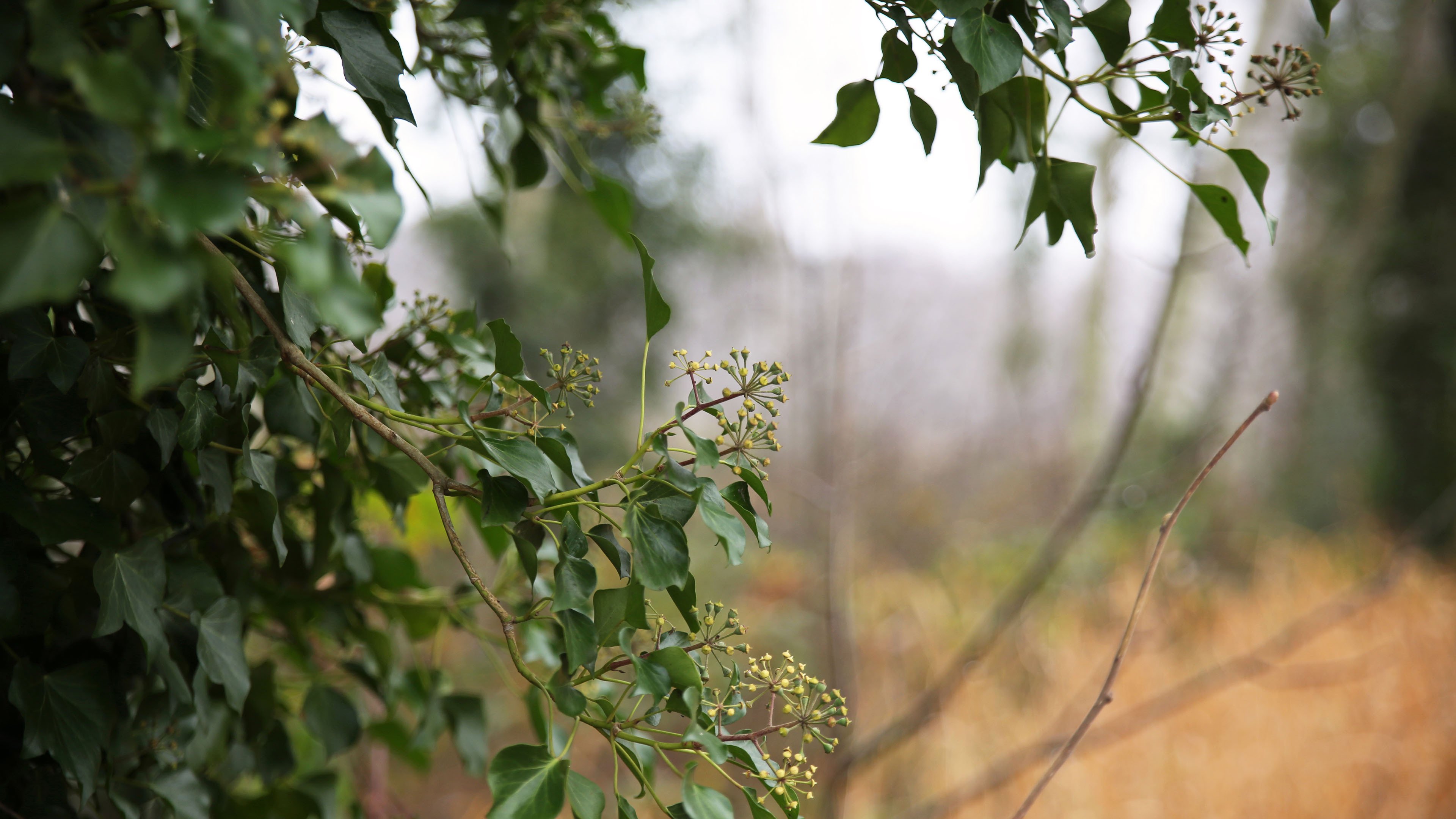 春意盎然 特写 自然一角