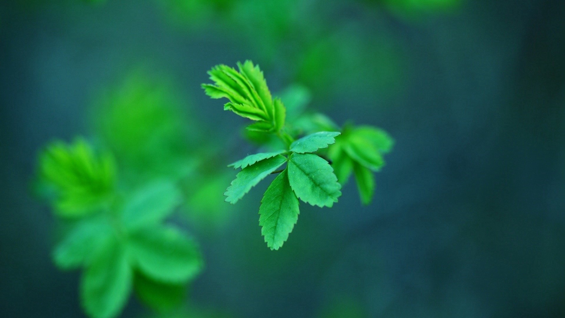 护眼壁纸 绿叶 树叶