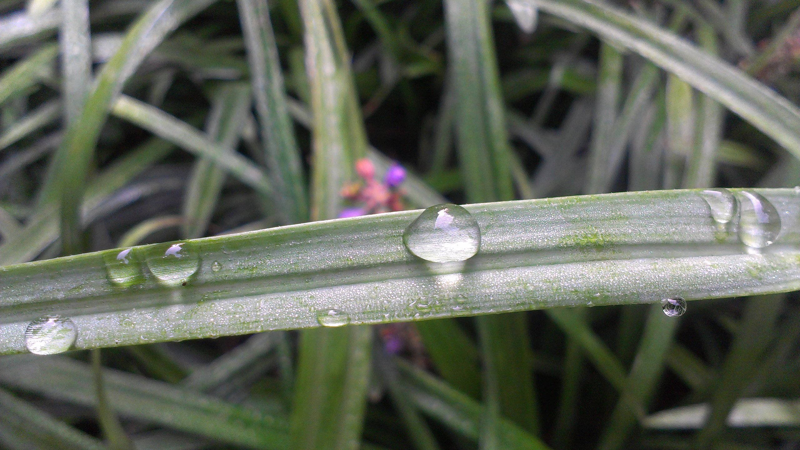 静物写真 水滴 草丛