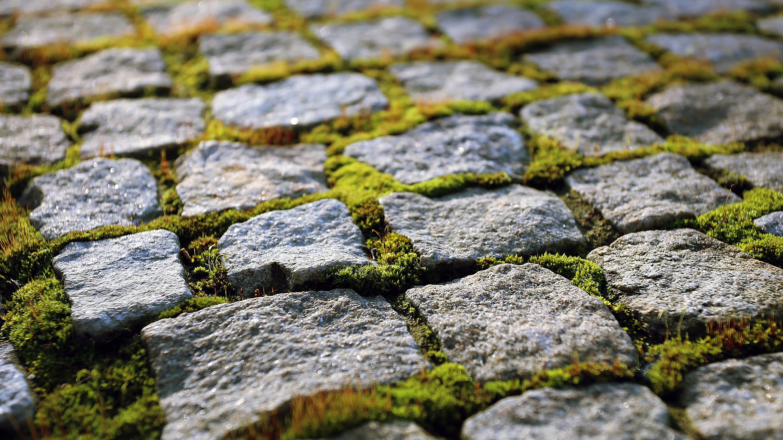 静物写真 石板路 青苔