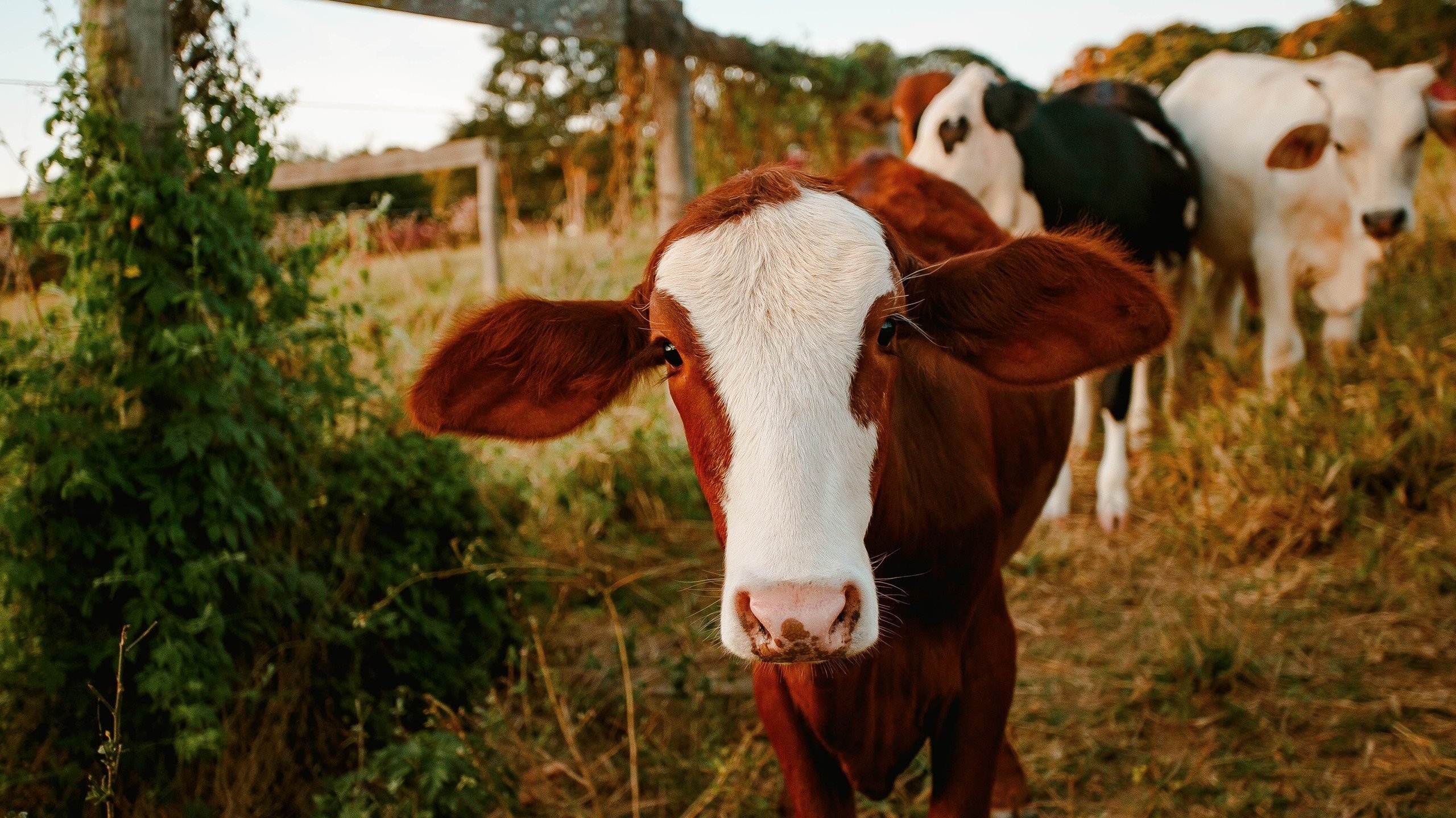 古灵精怪 牛 牧场 牛群