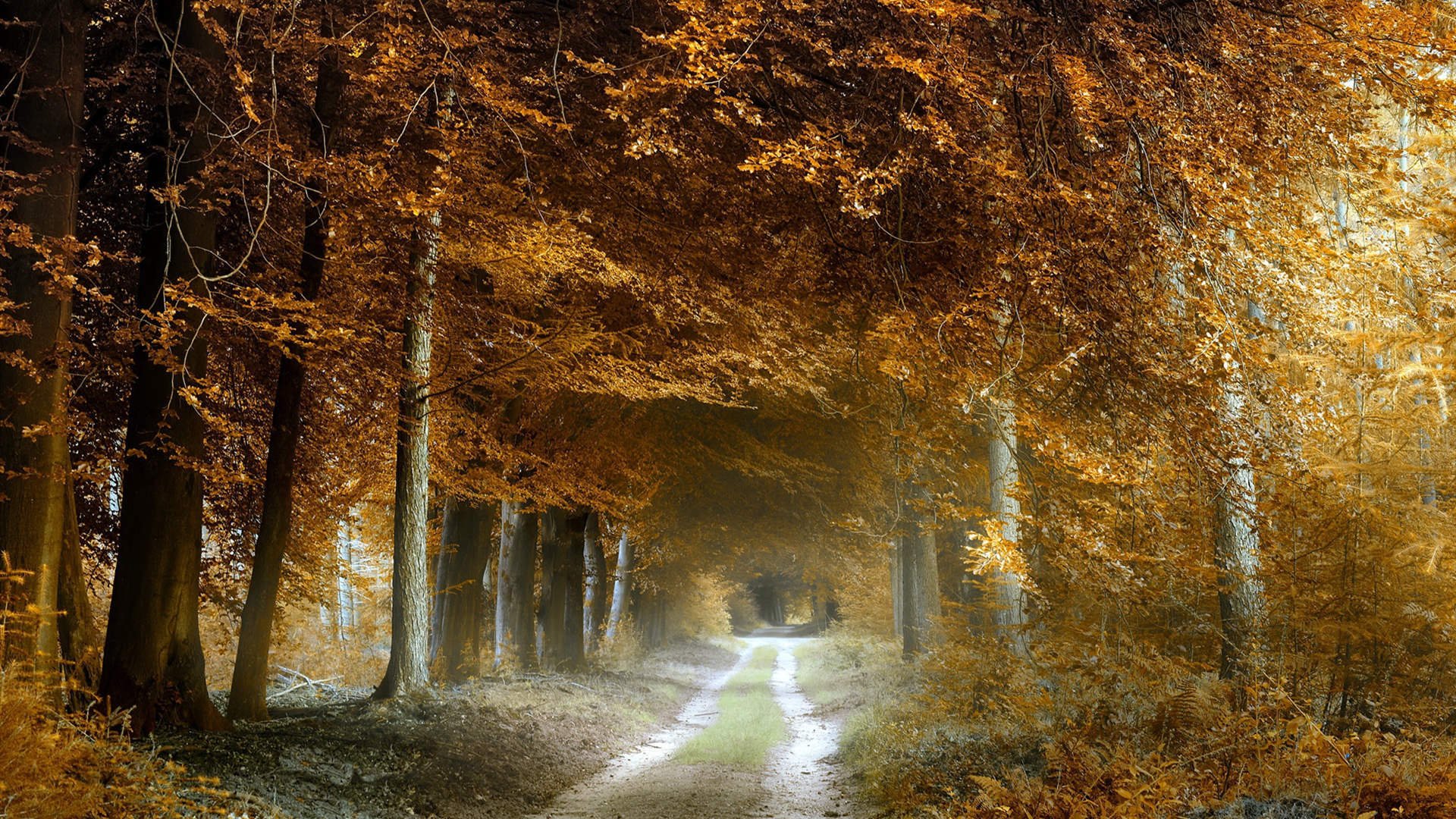 秋意正浓 树林 小道 宜人