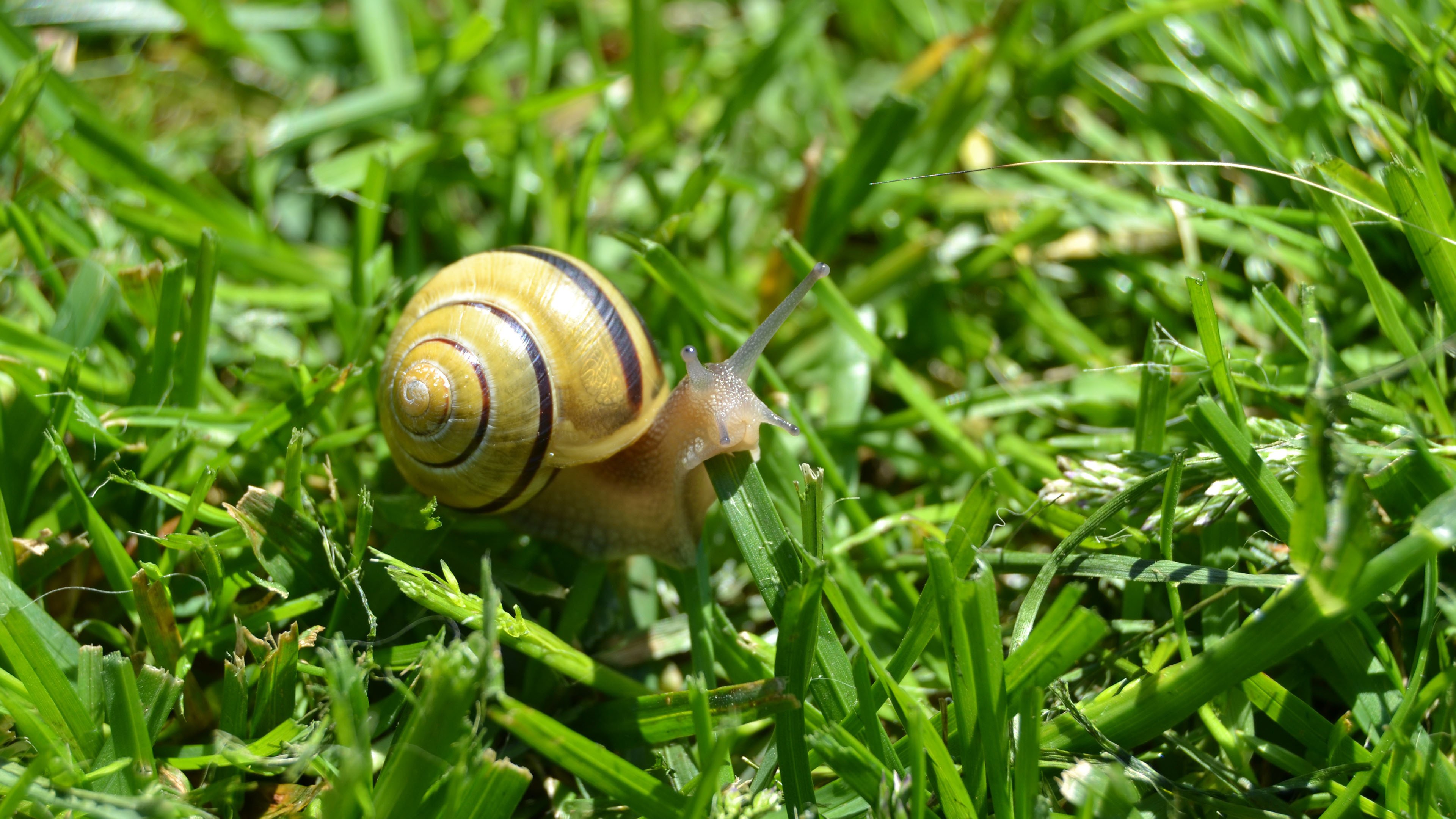 野生动物 蜗牛 草地
