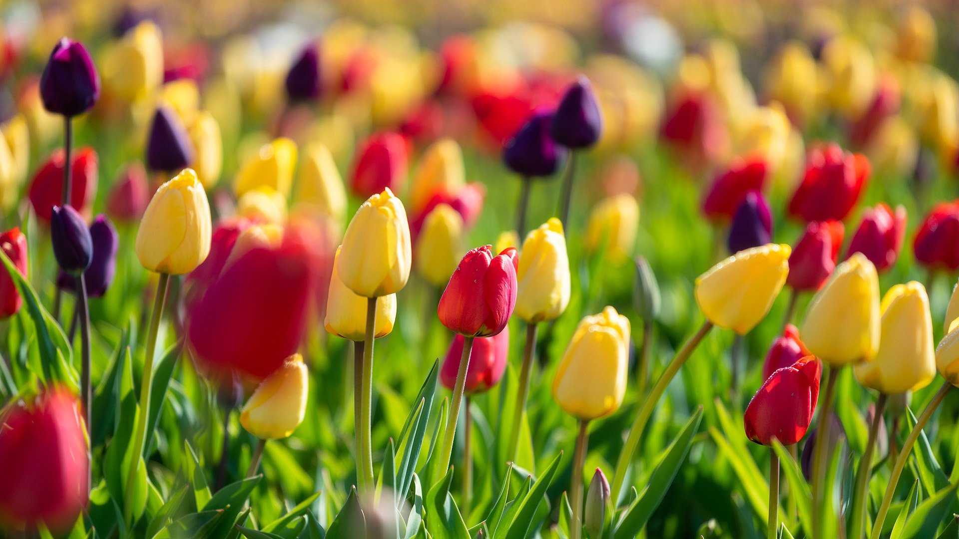 娇艳欲滴 郁金香 花田 鲜艳