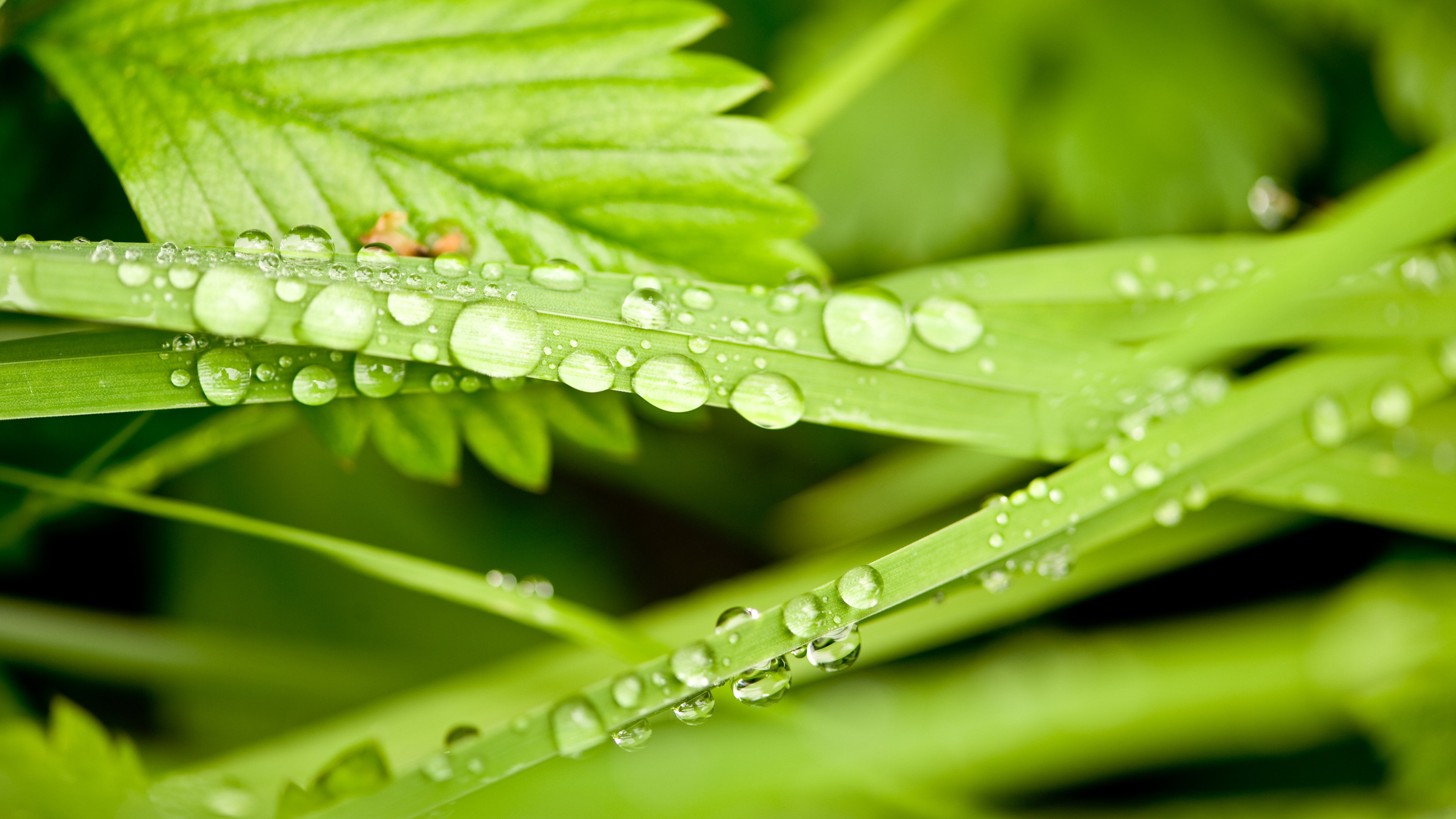 护眼壁纸 清晨 露水 青草