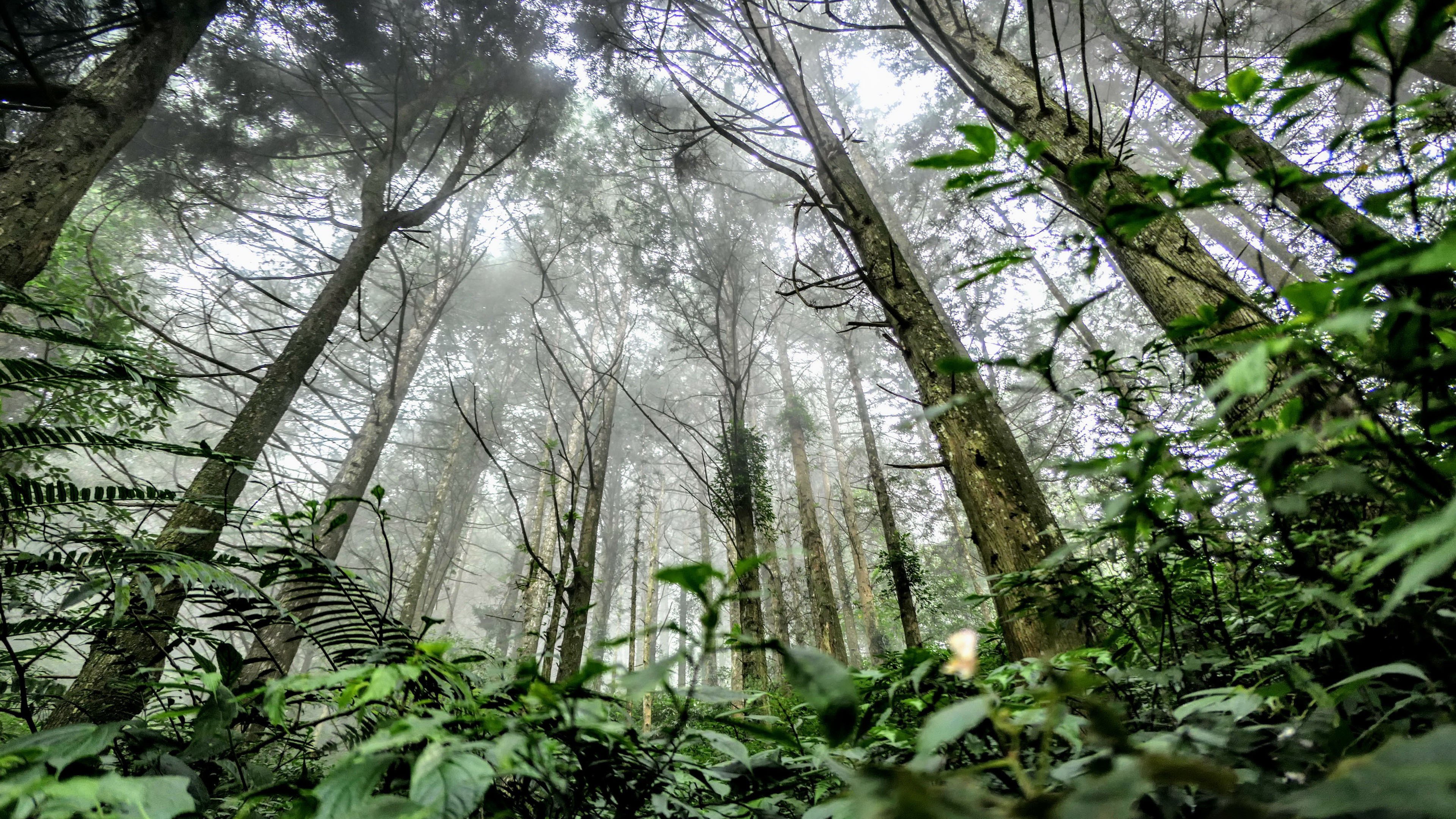 自然风光 森林 迷雾 树林