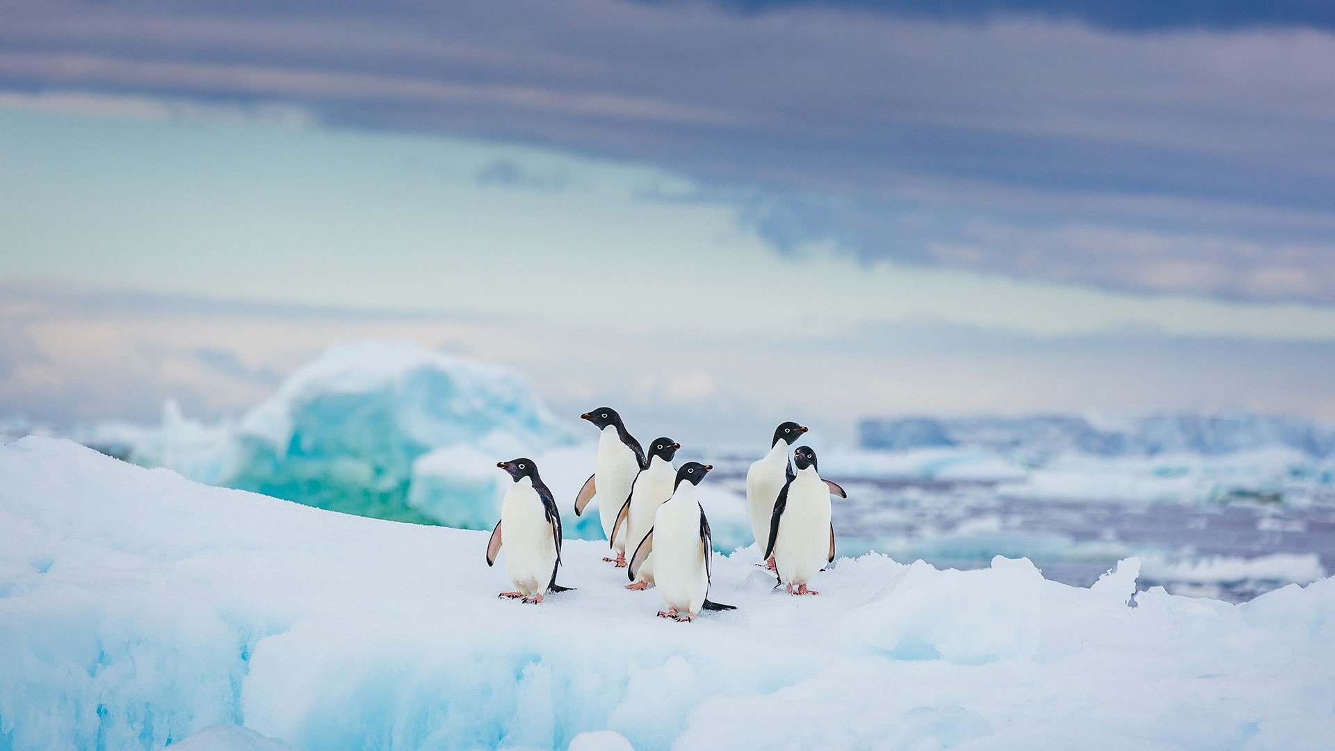 野生动物 企鹅 冰川 北极