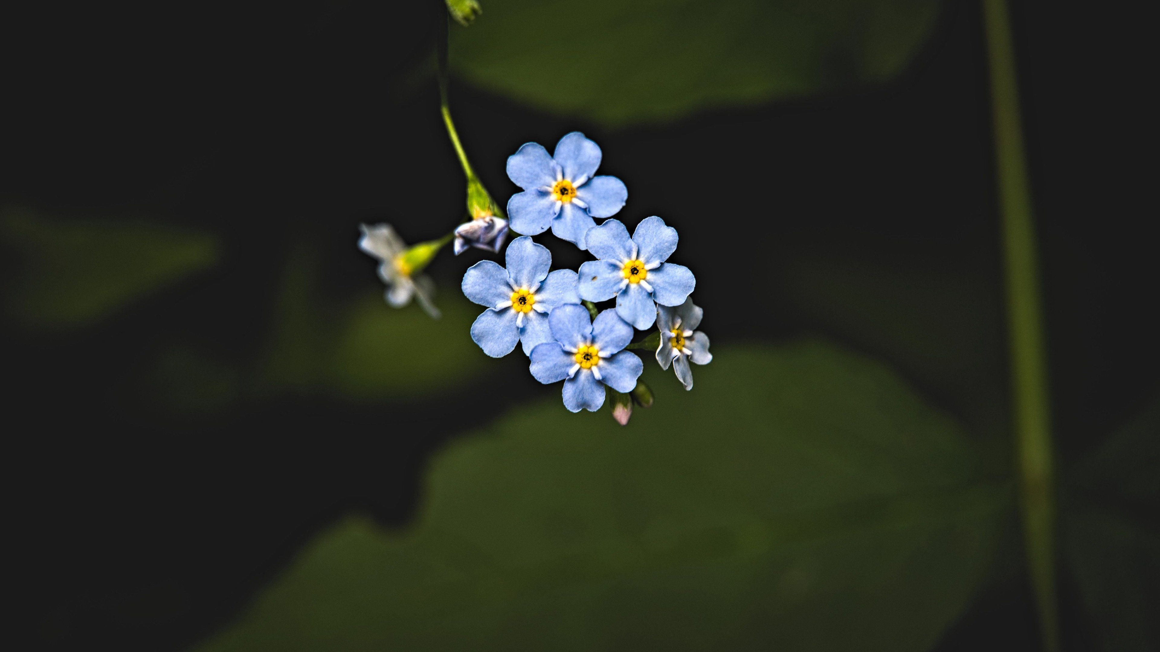 娇艳欲滴 小碎花 蓝色小花