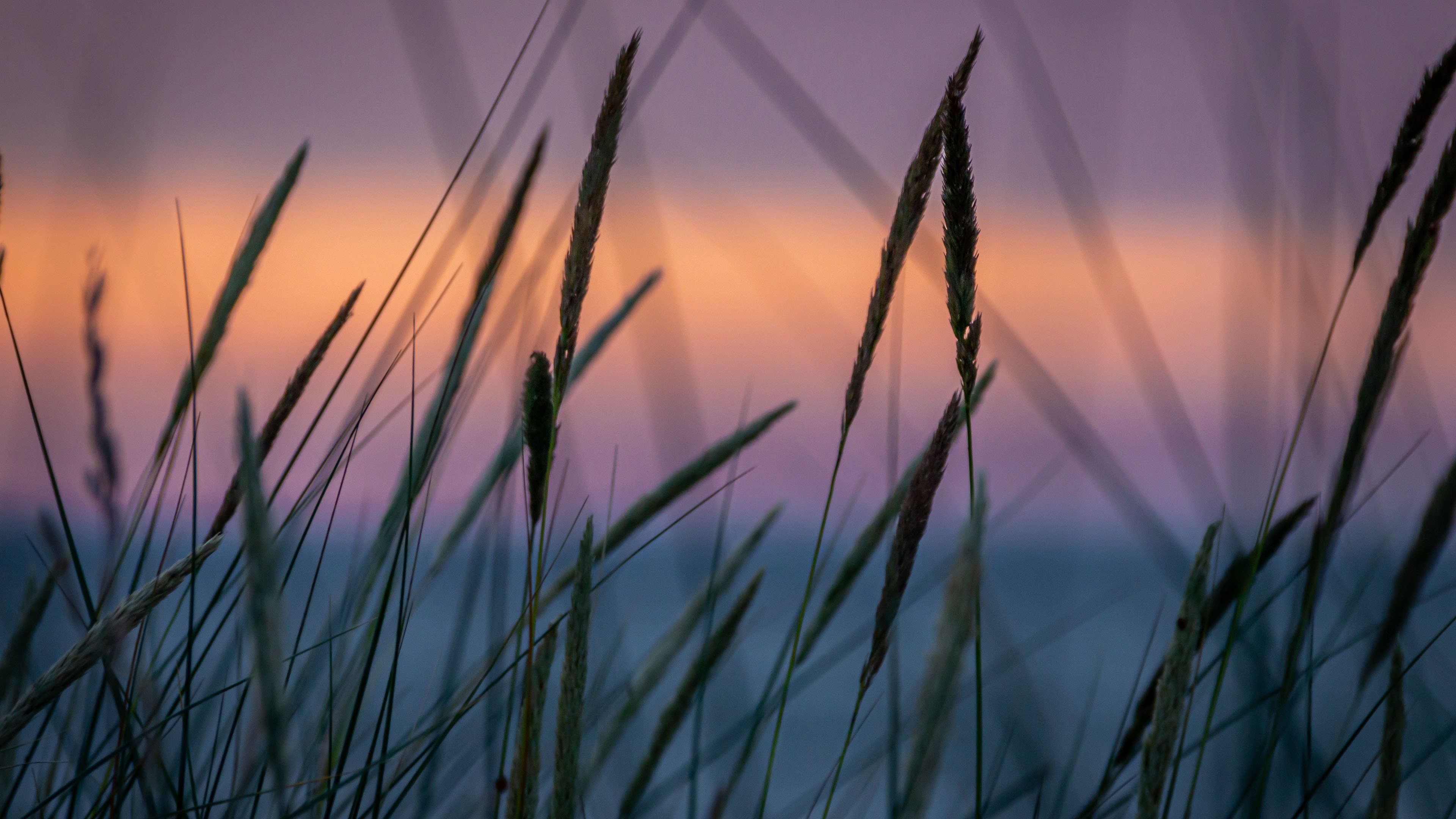 舒缓压力 芦苇 光影 晚霞