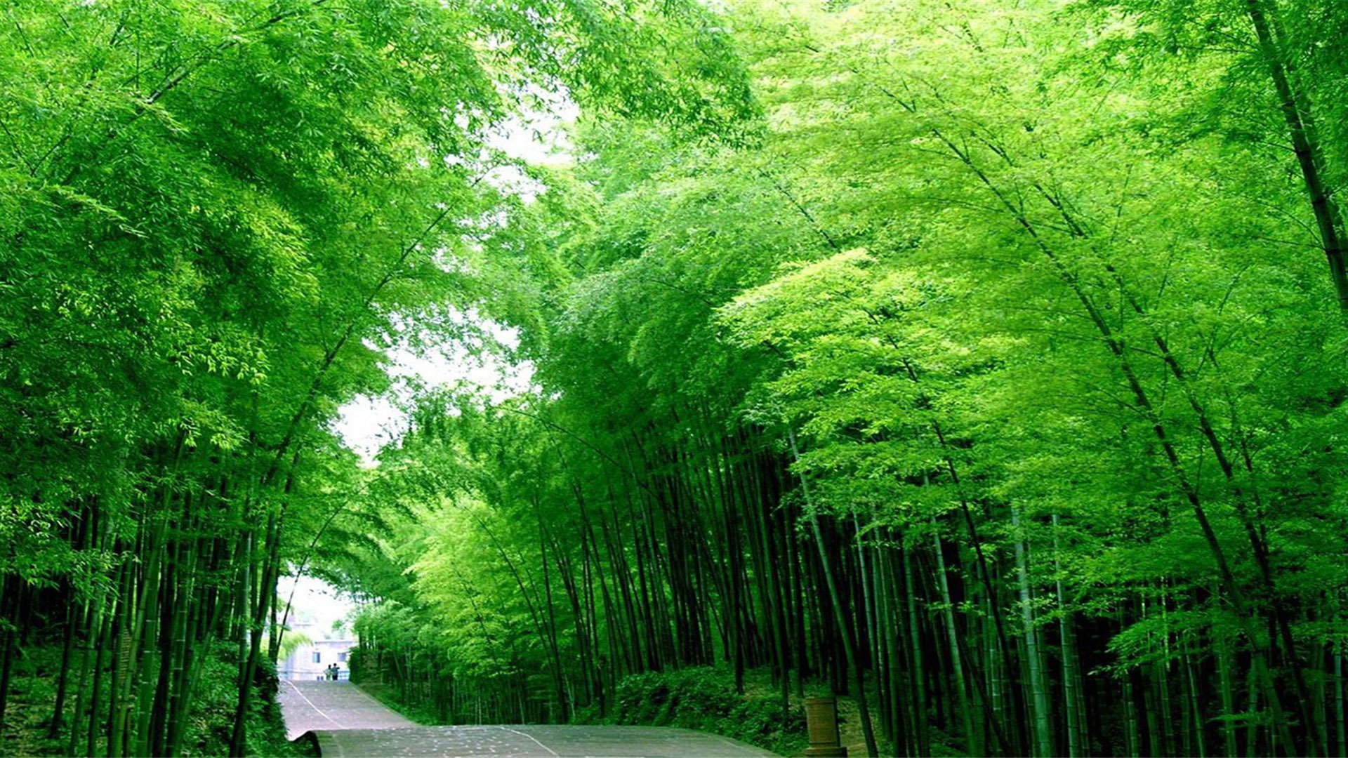 炎炎夏日 竹林 小路 翠绿