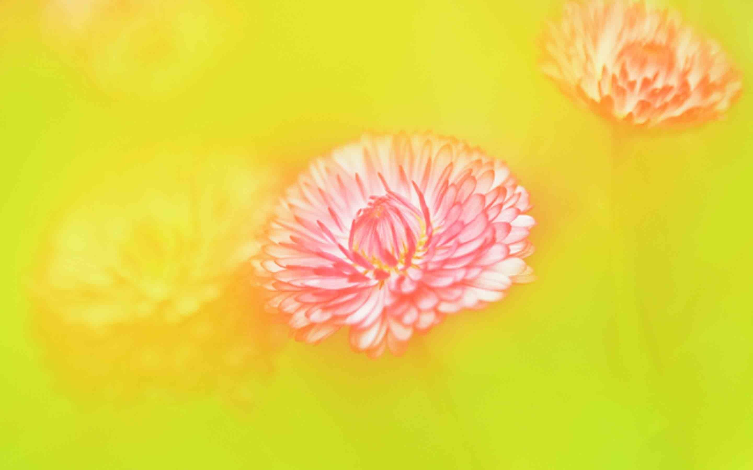 清新淡雅  金秋  唯美  菊花